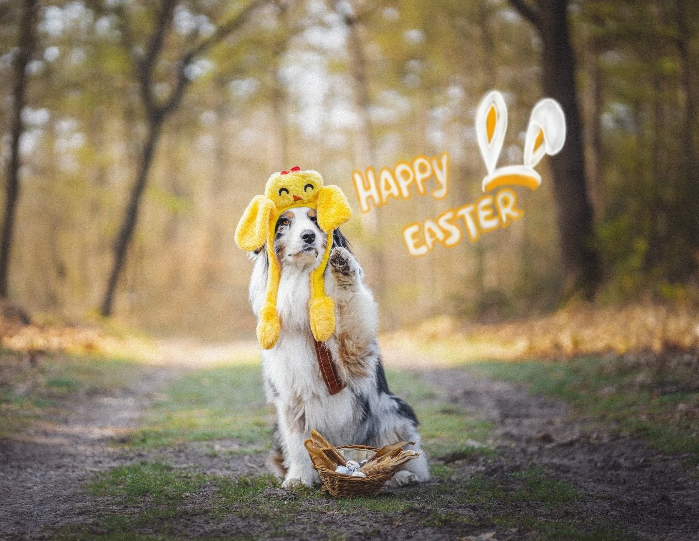 Happy Easter! 🐰🥚☀️🧡

Here I present you all of my versions that I made for todays post.😆
Hope you are enjoying your time with loved ones🧡

#hondenfotografie