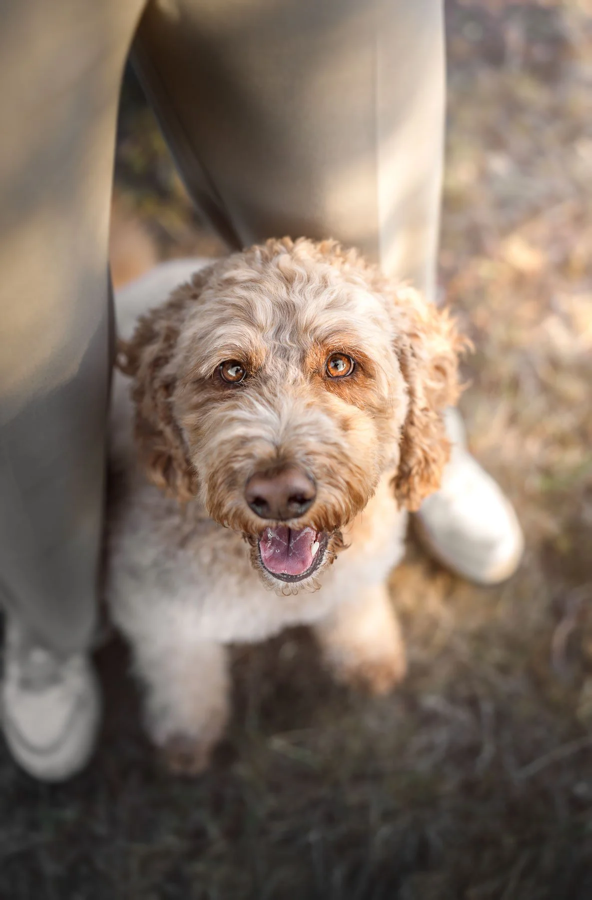 Gestylde vs spontane honden fotoshoot? Wat past bij jou en je hond?