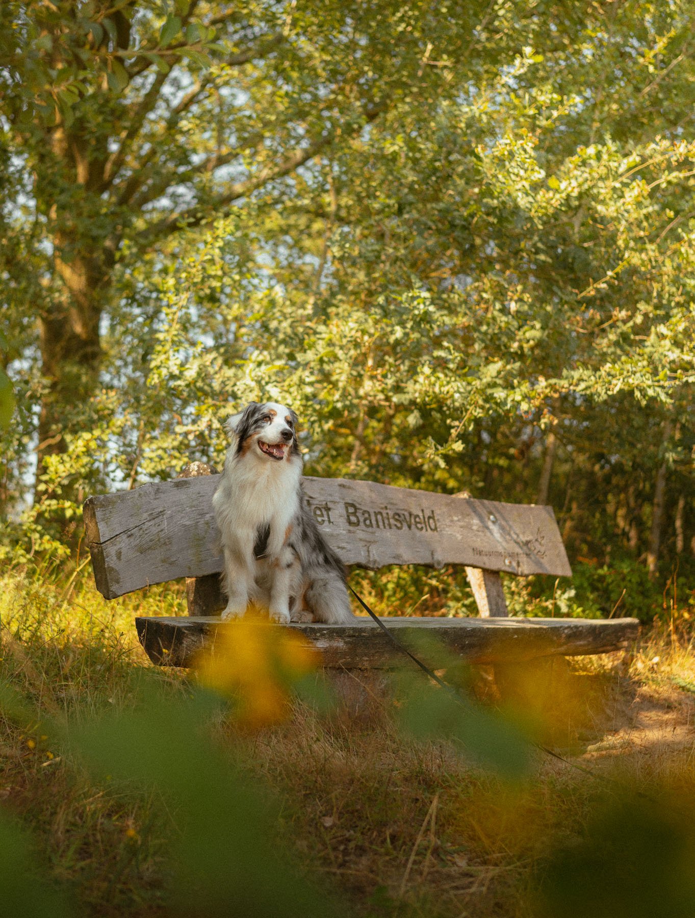 Wandelen met je hond op de Kampina:                          De Banisveld-route bij Boxtel