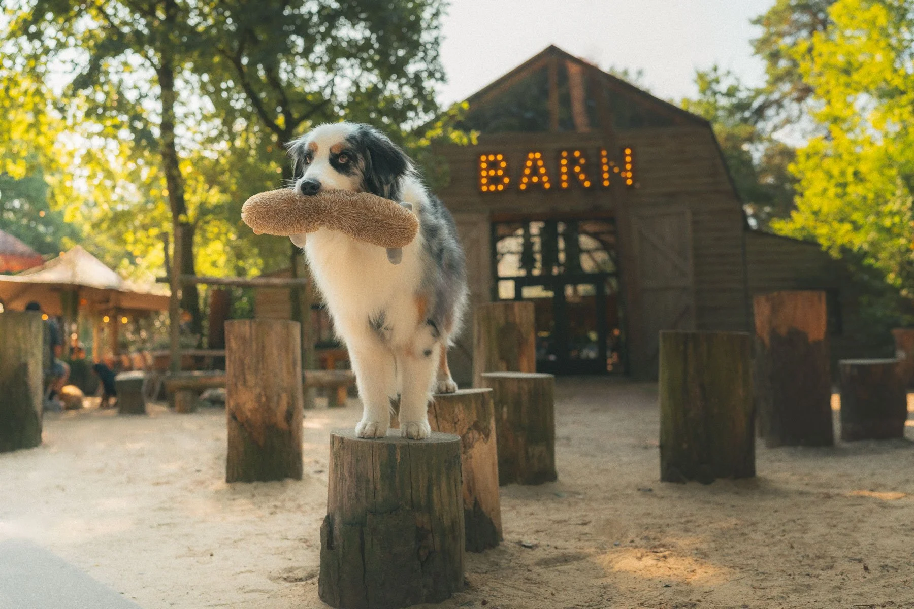 Munse Heide: Wandelroute van 10 km vanaf De Boshut in Schaijk met je hond