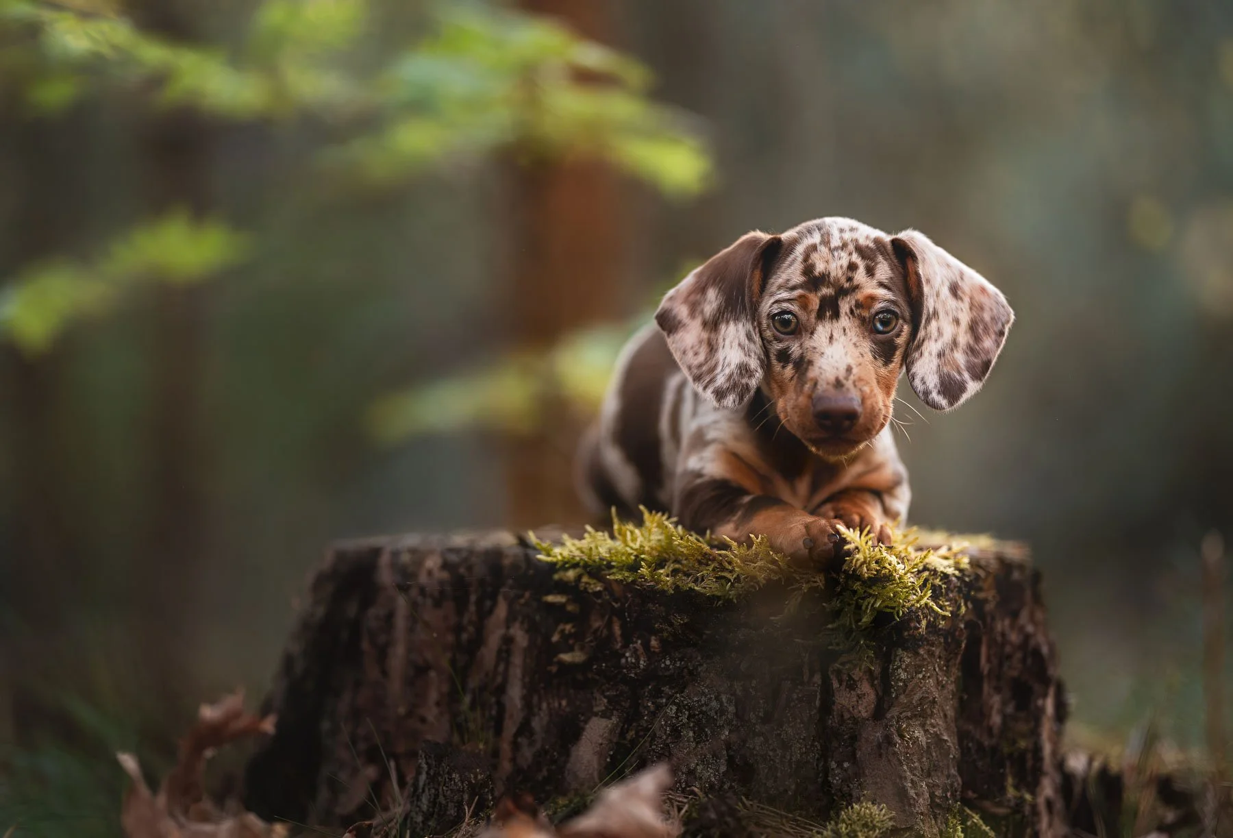 Teckelpuppy tijdens een puppyfotoshoot
