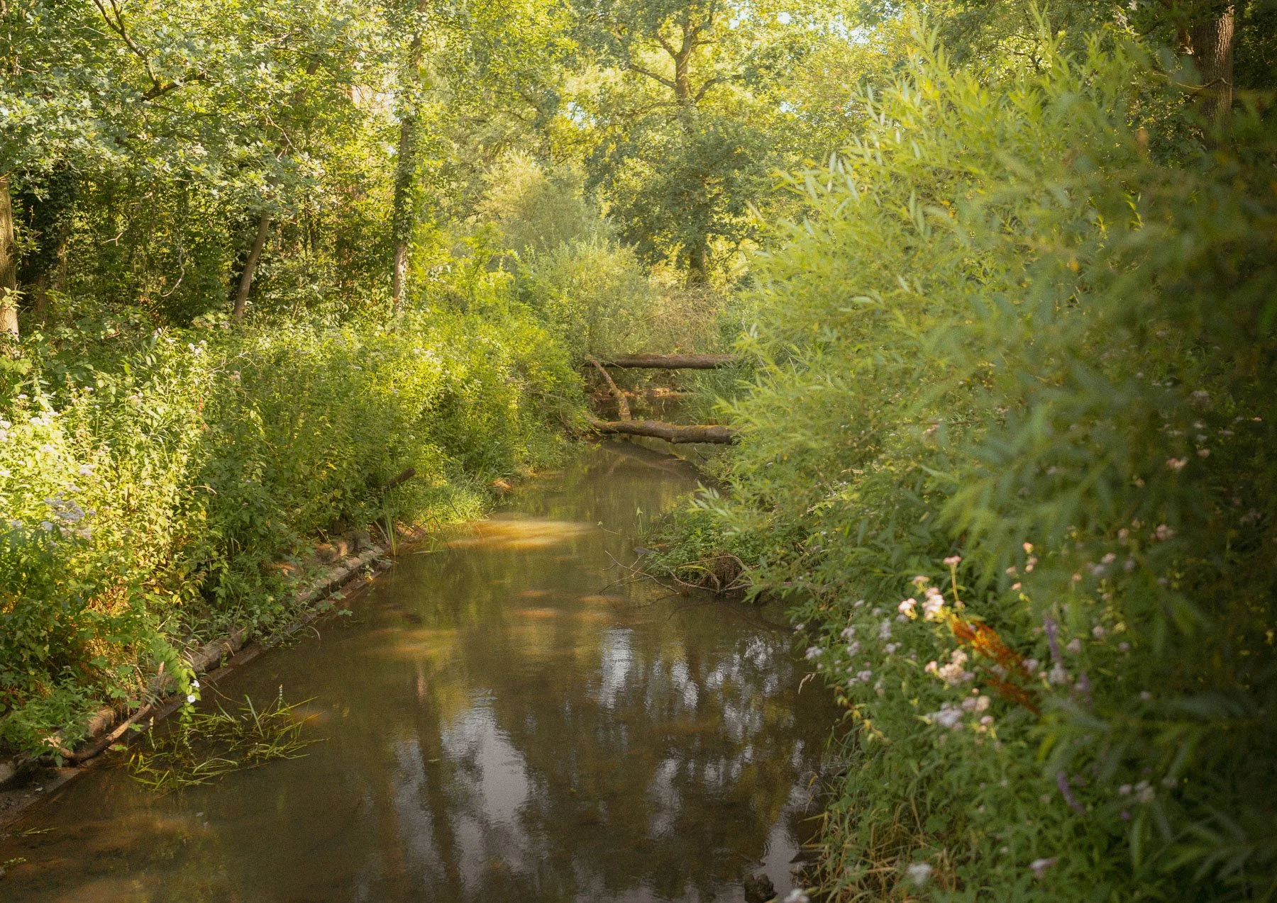 De rivier de Beerze op de Kampina, bijna droog door de zomerdroogte