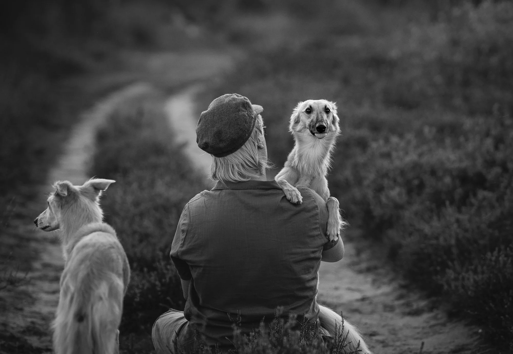 Artistiek portret van Windsprite hond in de heide bij golden hour met zachte achtergrond zwart-wit