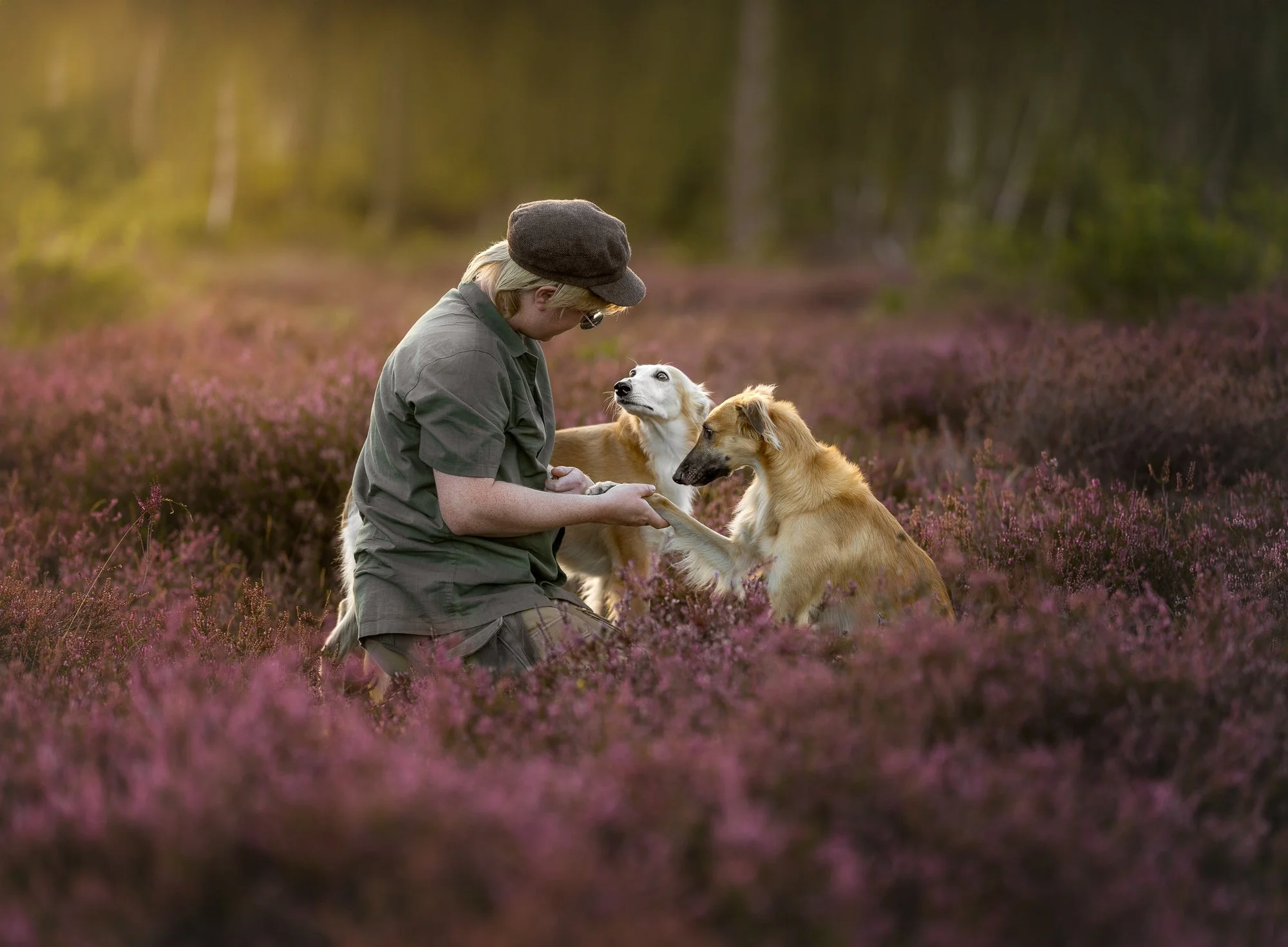 Fotosessie in de heide met Windsprite hond en eigenaar, omringd door natuur en gouden avondlicht.