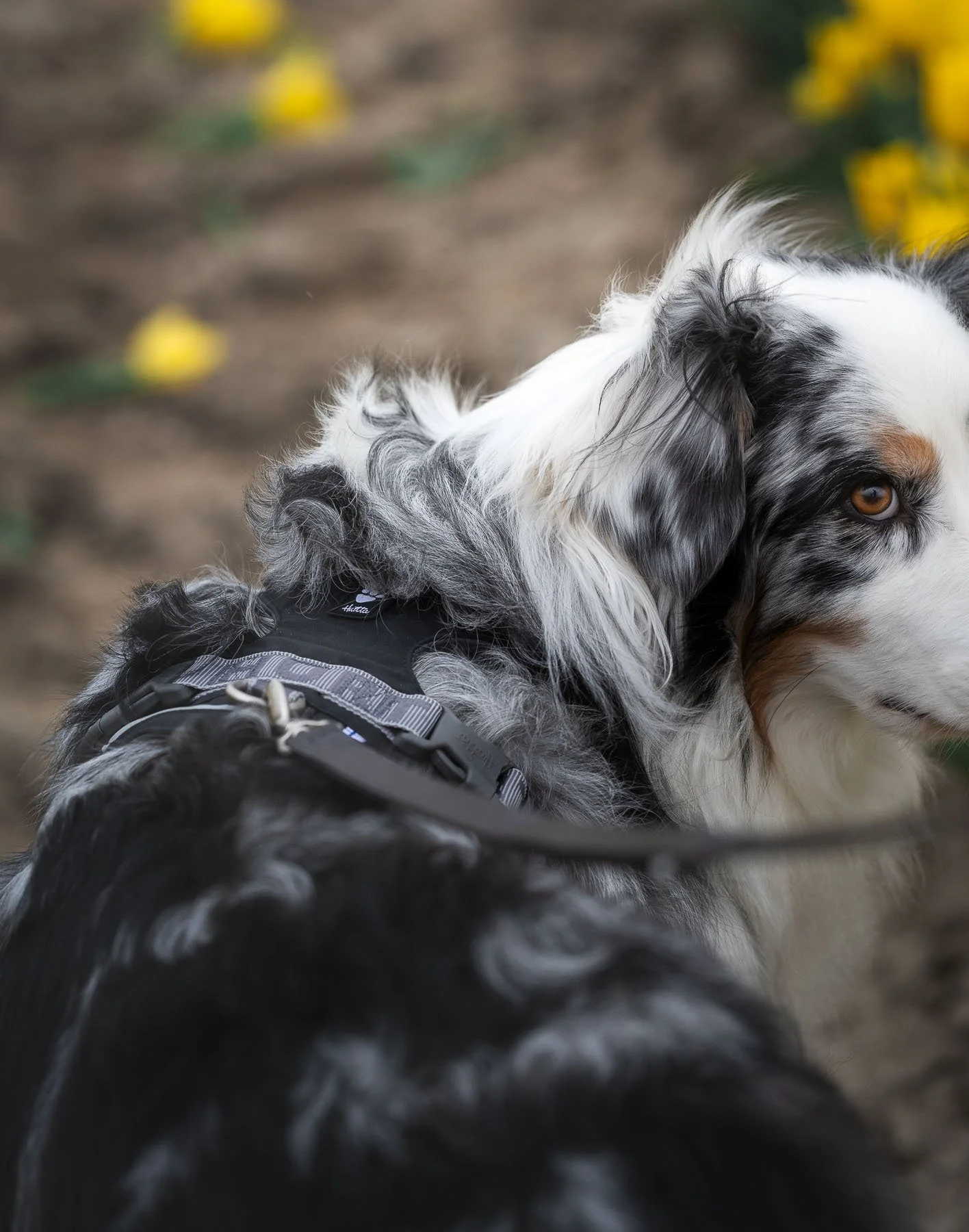 Close-up product photography of a dog wearing a harness in a natural setting. Ideal for pet gear brands that want to highlight material quality, design, and real-life usability.