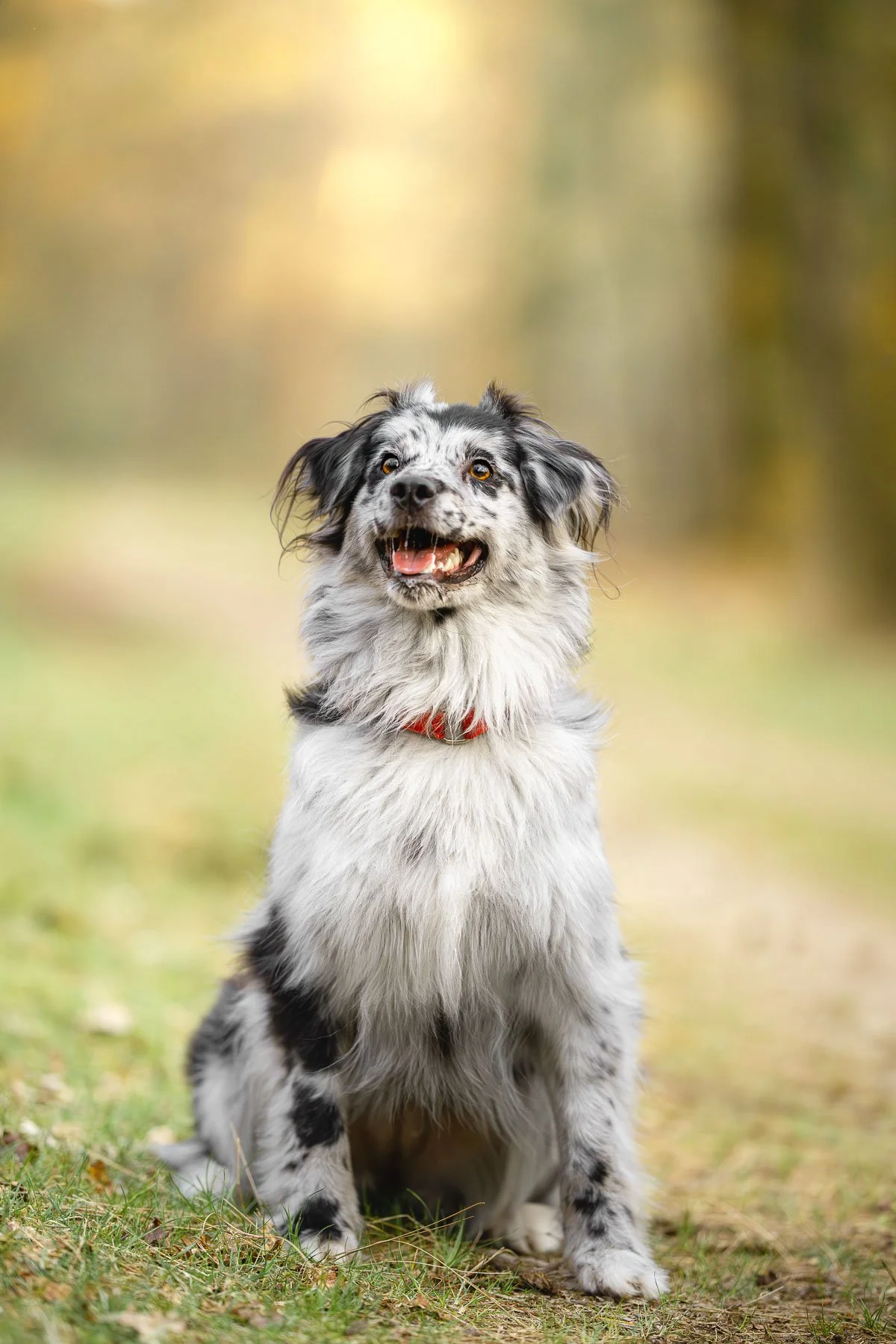 Merle hond zittend op een bospad in het bos