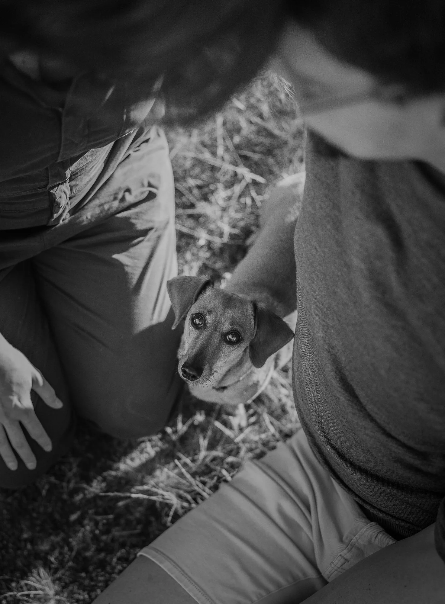 Zwart-wit fotosessie met teckel en eigenaren in heide en duinen met focus op sfeer en emotie