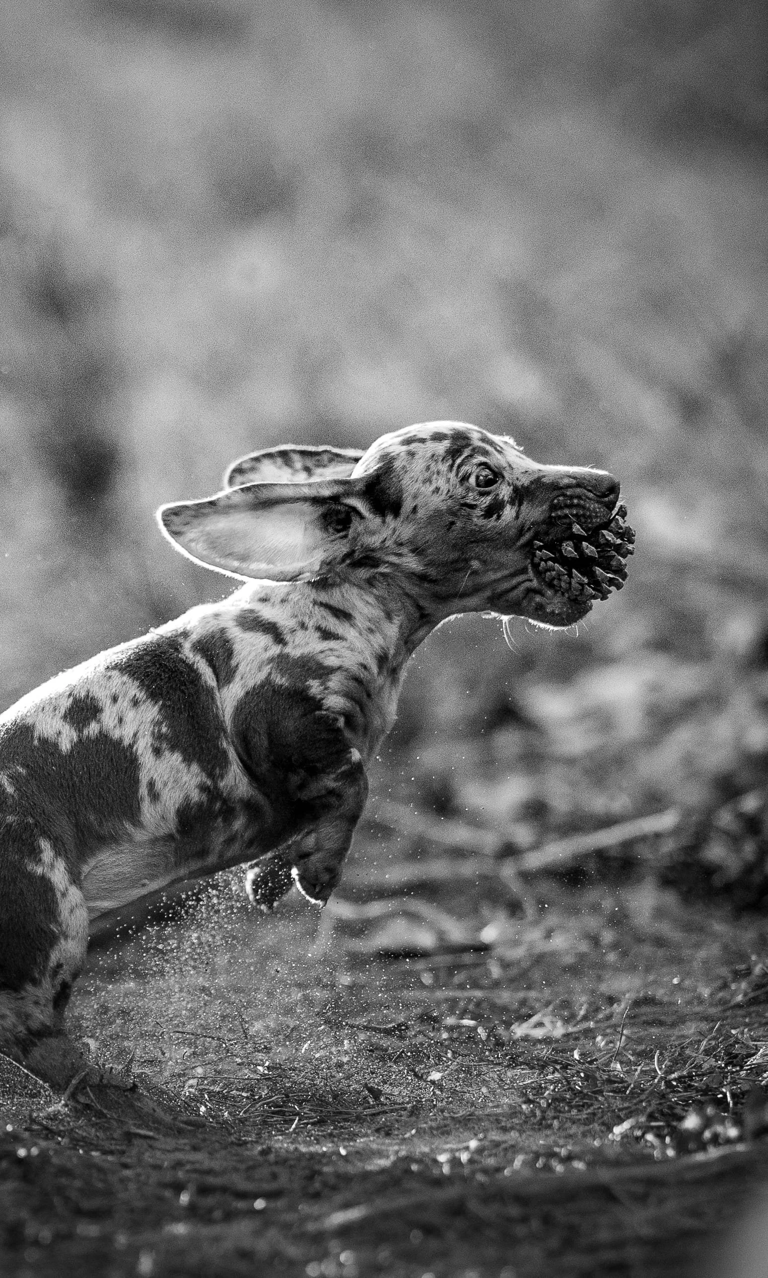 Een gestippelde, jonge hond die door modder rent met een grote bot in zijn bek, op een natuurlijke achtergrond.