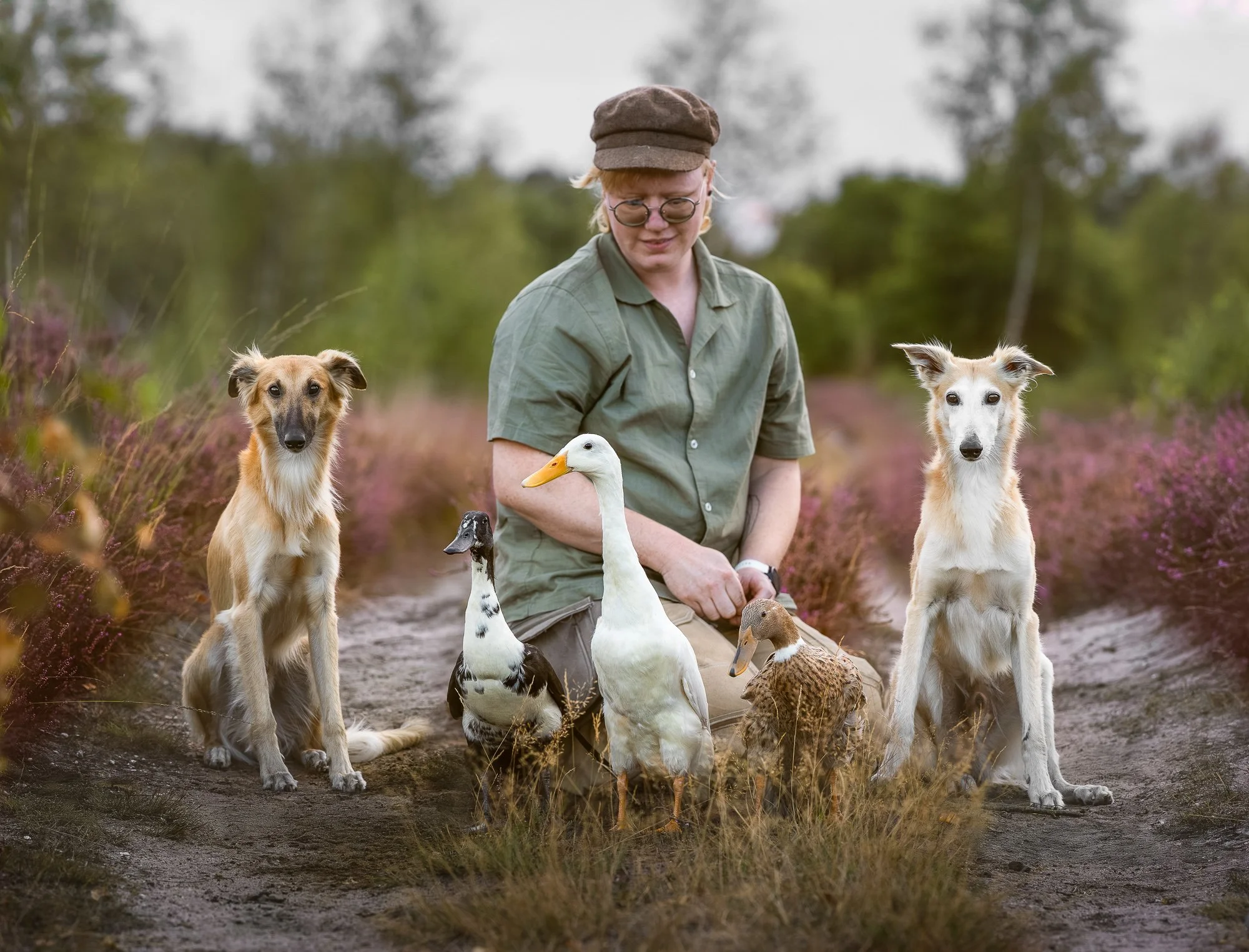 Drie eenden samen met hun eigenaar en Windsprite hond vastgelegd tijdens een sfeervolle zonsondergang op de heide