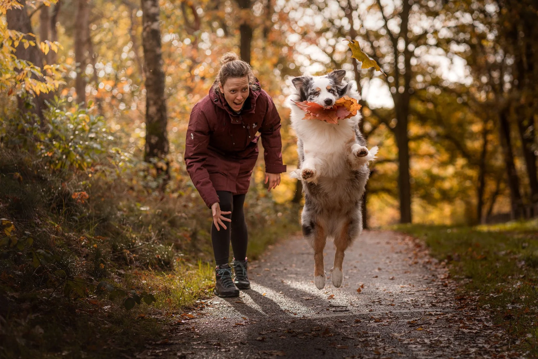 Vrouw en border collie die in een bos met herfstkleuren op een pad wandelen. De hond springt omhoog met bladeren in de bek.
