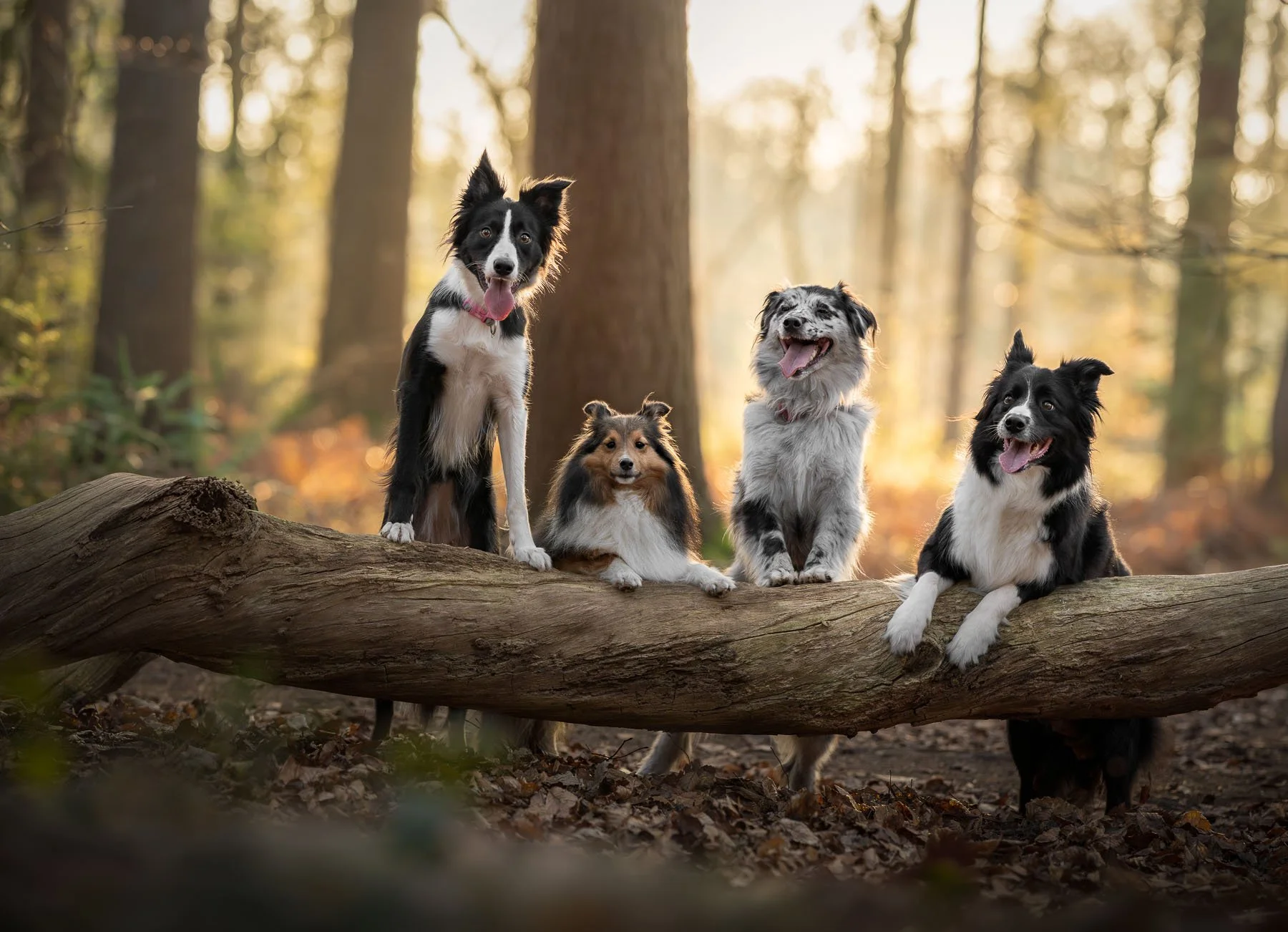 vier agility honden in het bos fotoshoot zonsondergang