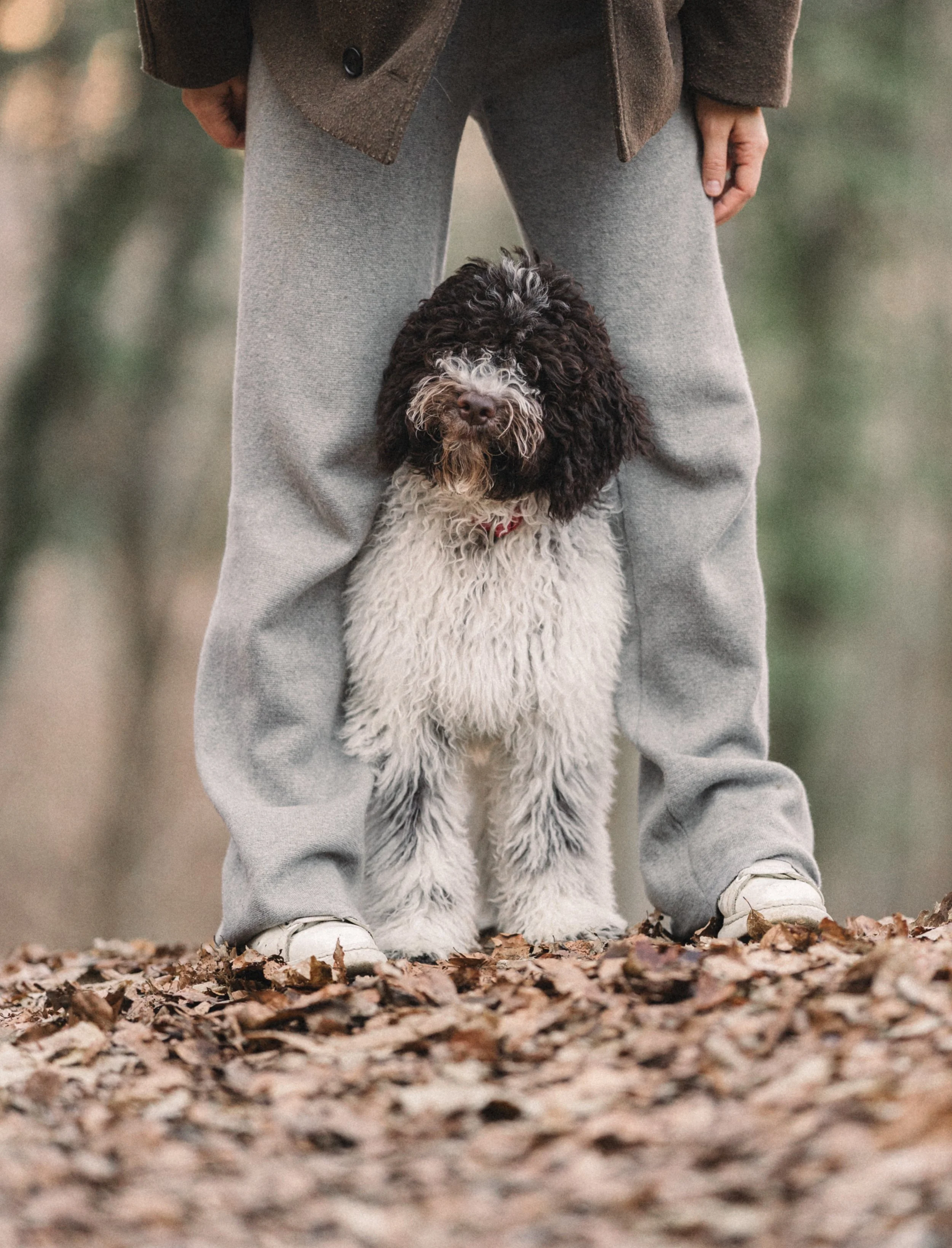 Persoon in grijze broek en witte sneakers begeleidt een zwarte en witte gekrulde hond die tussen benen staat in een bos vol gevallen bladeren.
