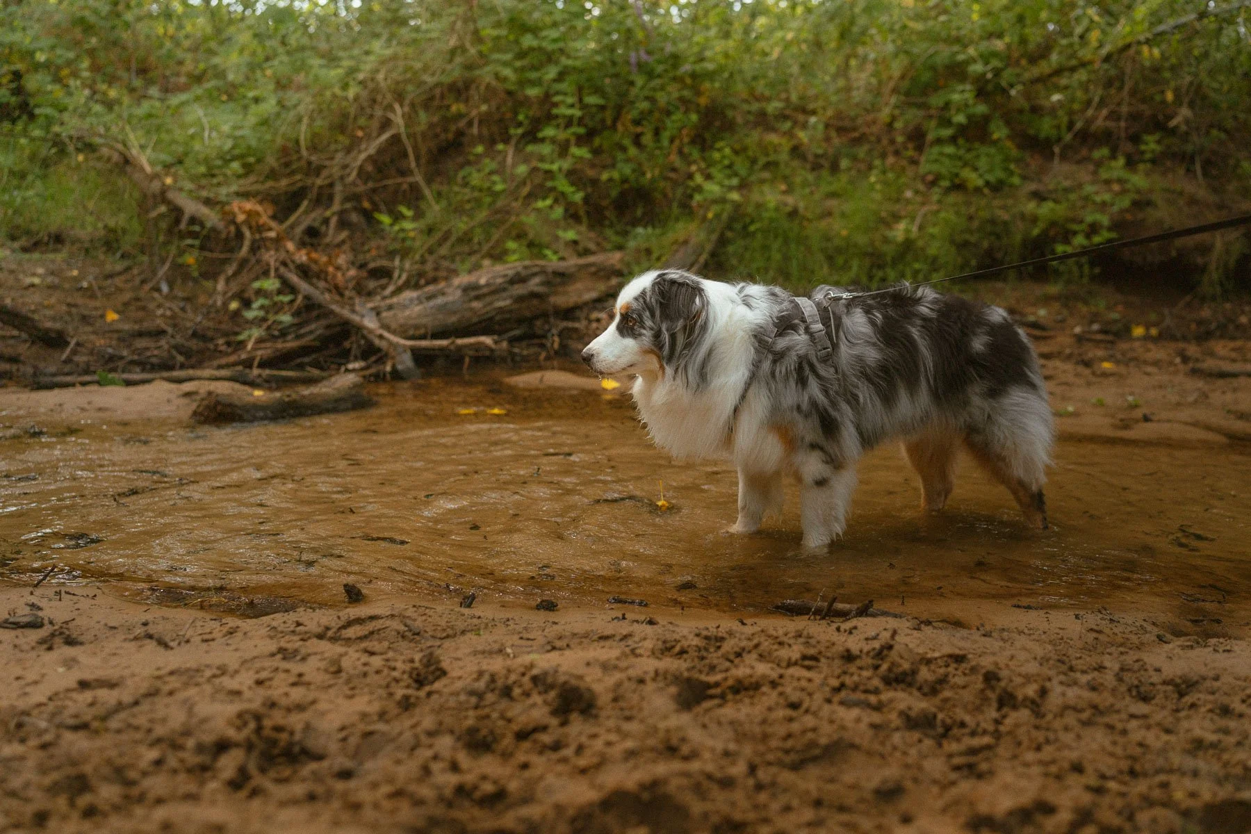 Hond koelt af in de rivier tijdens de Kampina-wandeling