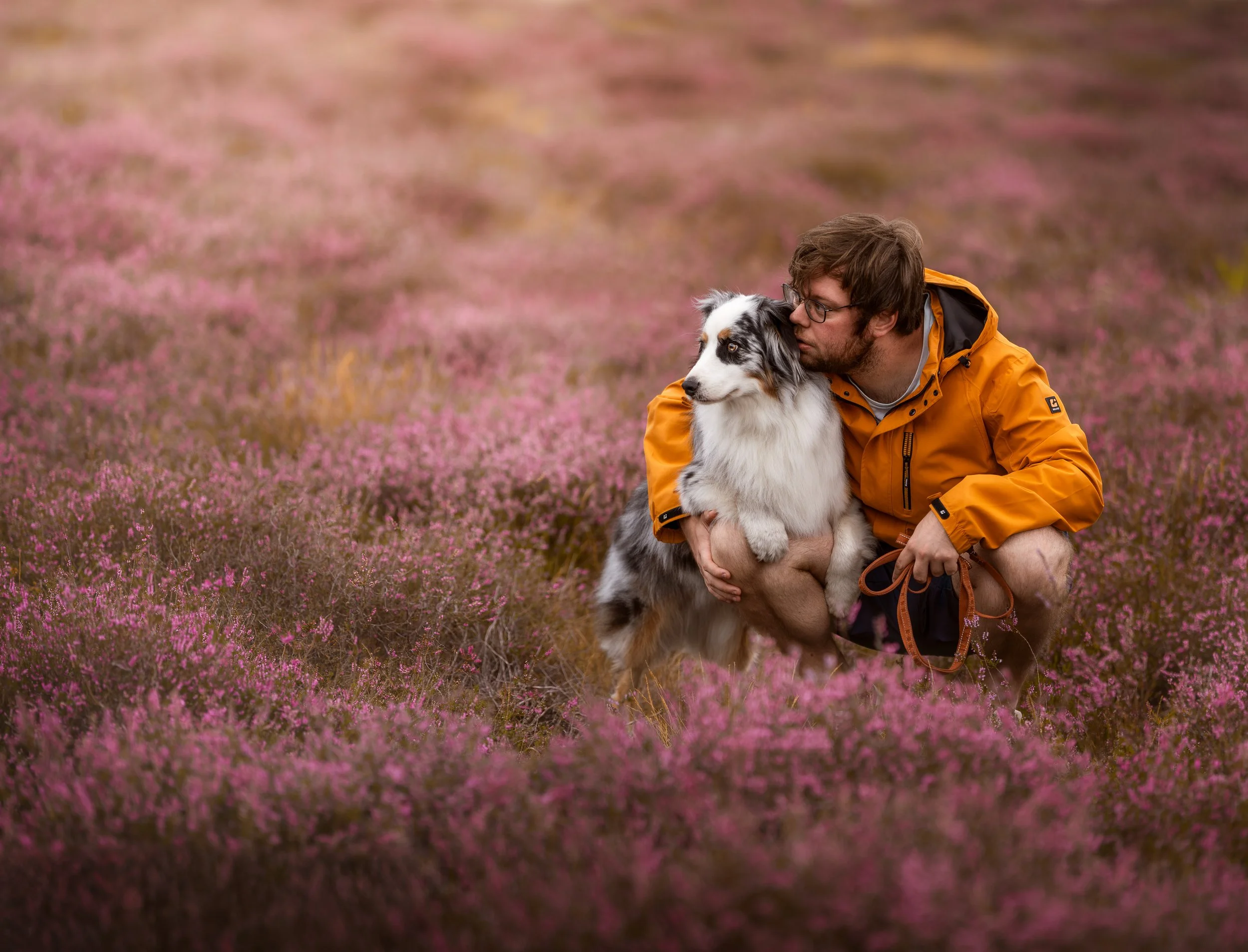 australische herder Heide fotoshoot