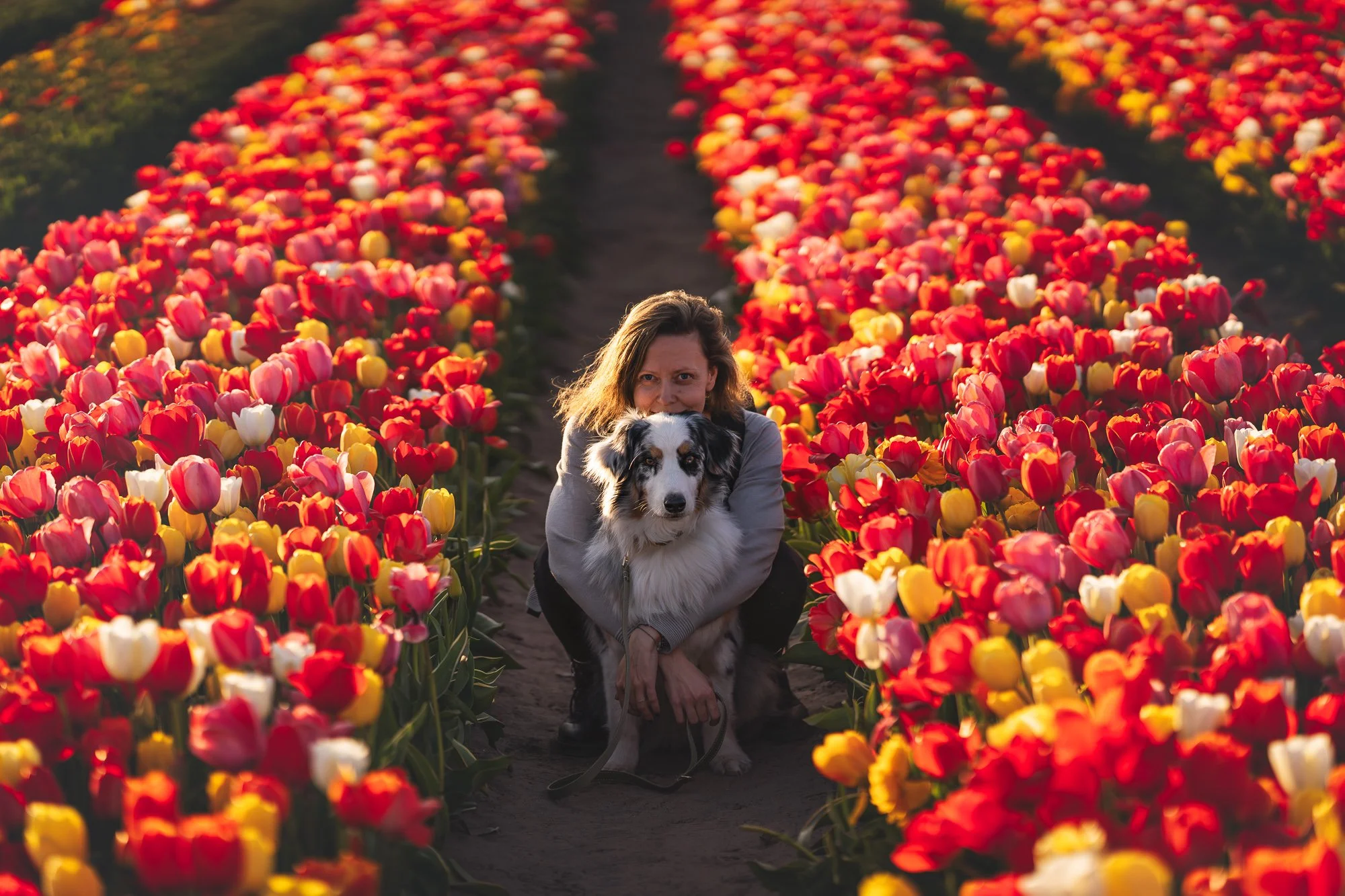Een vrouw hurkt in een tulpenveld met rode, roze, gele en witte tulpen. Ze houdt een zwart-witte Australian Shepherd hond vast.