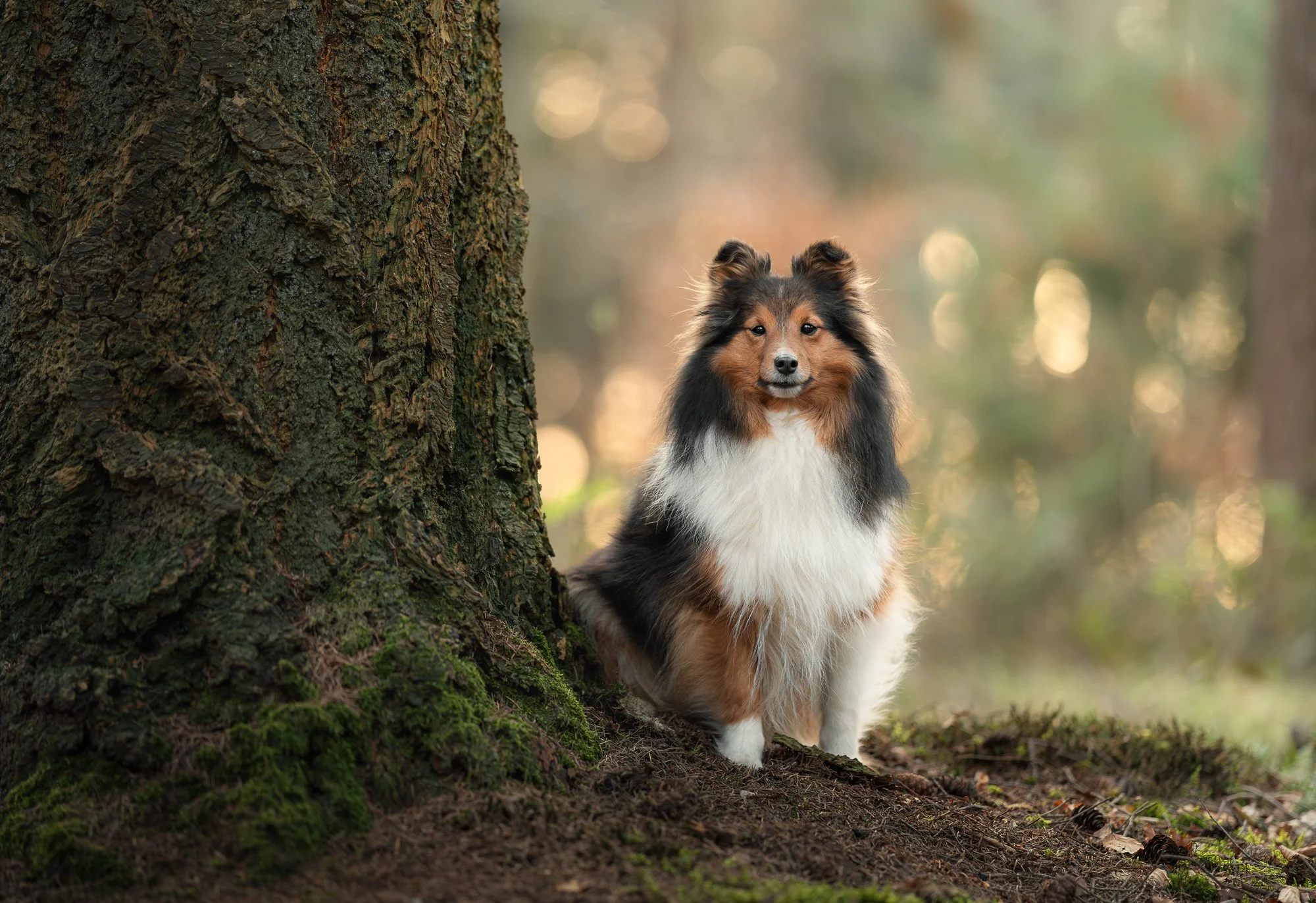 Een Shetland Sheepdog die aan de voet van een grote boom in een bos zit. De hond heeft een zwart-, wit- en bruingekleurde vacht en kijkt rustig in de richting van de camera.