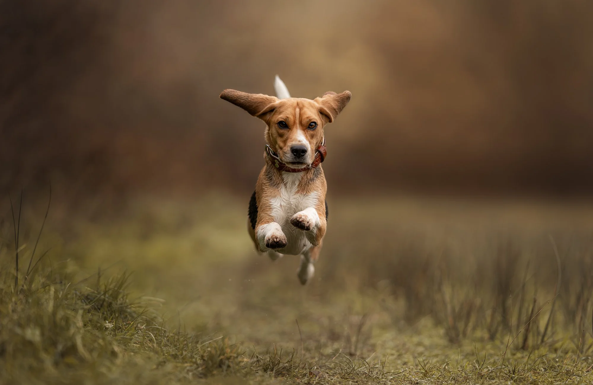 Een hond met hangende oren die naar de camera toe rent op een grasachtig pad, met een wazige bruine achtergrond.