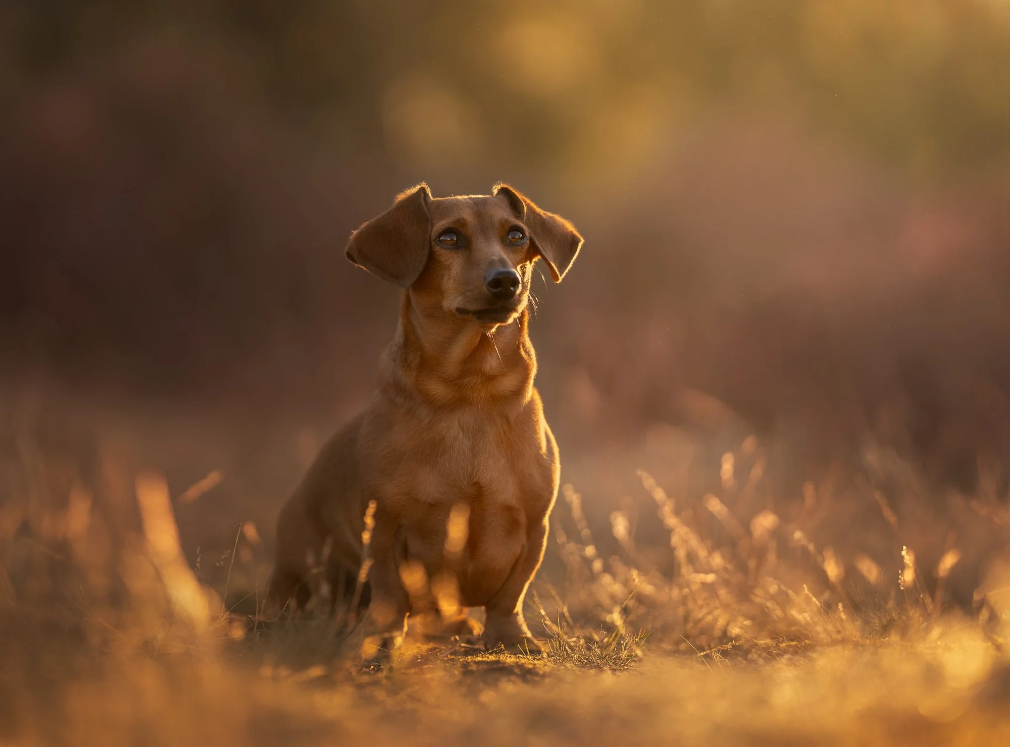 Professionele hondenfotografie van teckel in de duinen bij zonsondergang