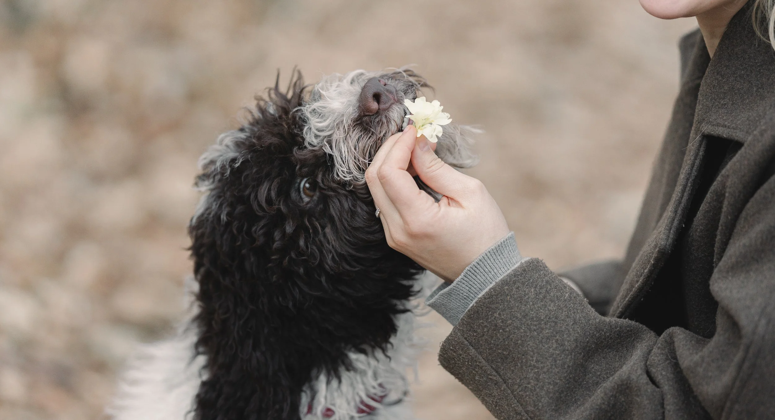 hondenfotoshoot detail van hond die aan bloem ruikt in natuur