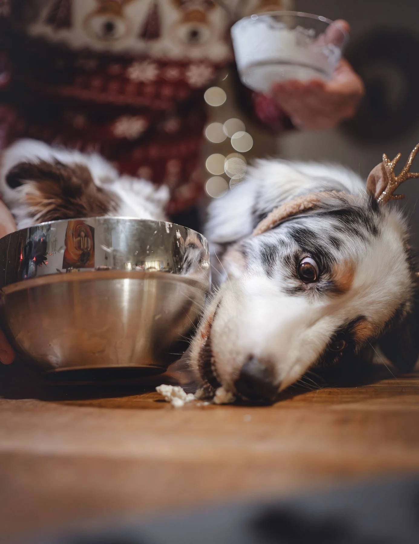 Playful commercial dog photography capturing a humorous and relatable food moment.