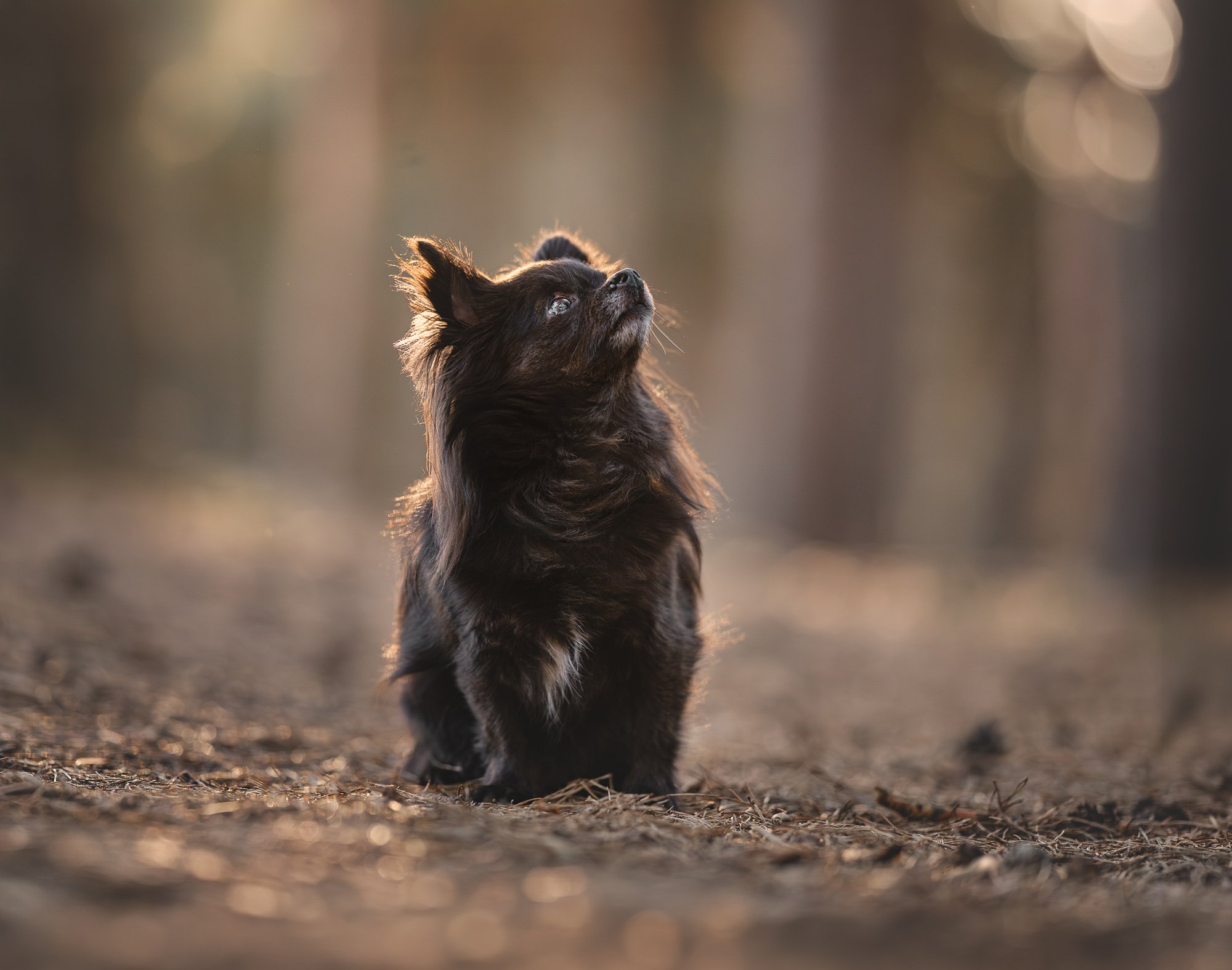 Een kleine zwarte hond met een pluizige vacht staat op een bospad en kijkt omhoog, met zonlicht dat door de bomen op de achtergrond schijnt.