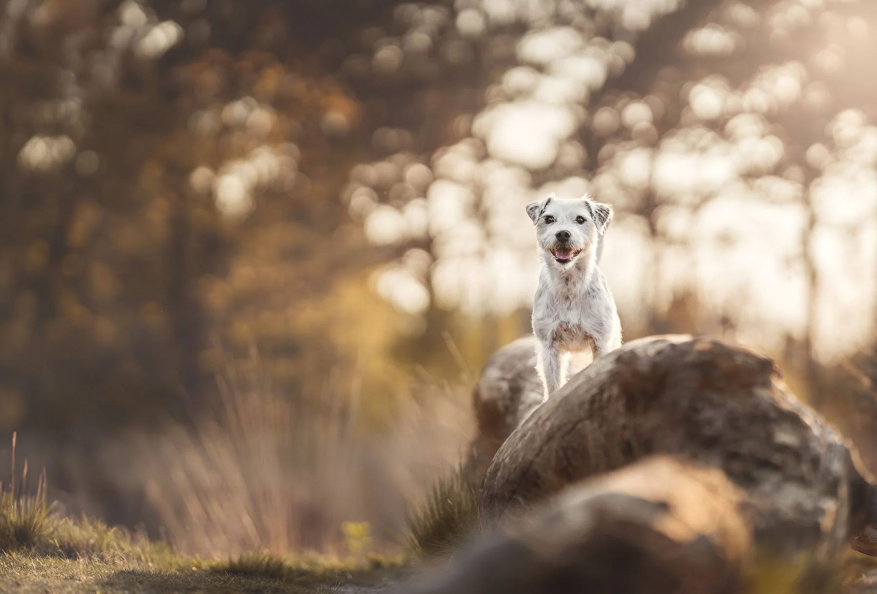 Professionele hondenfotografie met een krachtig portret van een hond op een rots in warm avondlicht. Perfecte combinatie van natuur, sfeer en karakter, vastgelegd door een ervaren hondenfotograaf.