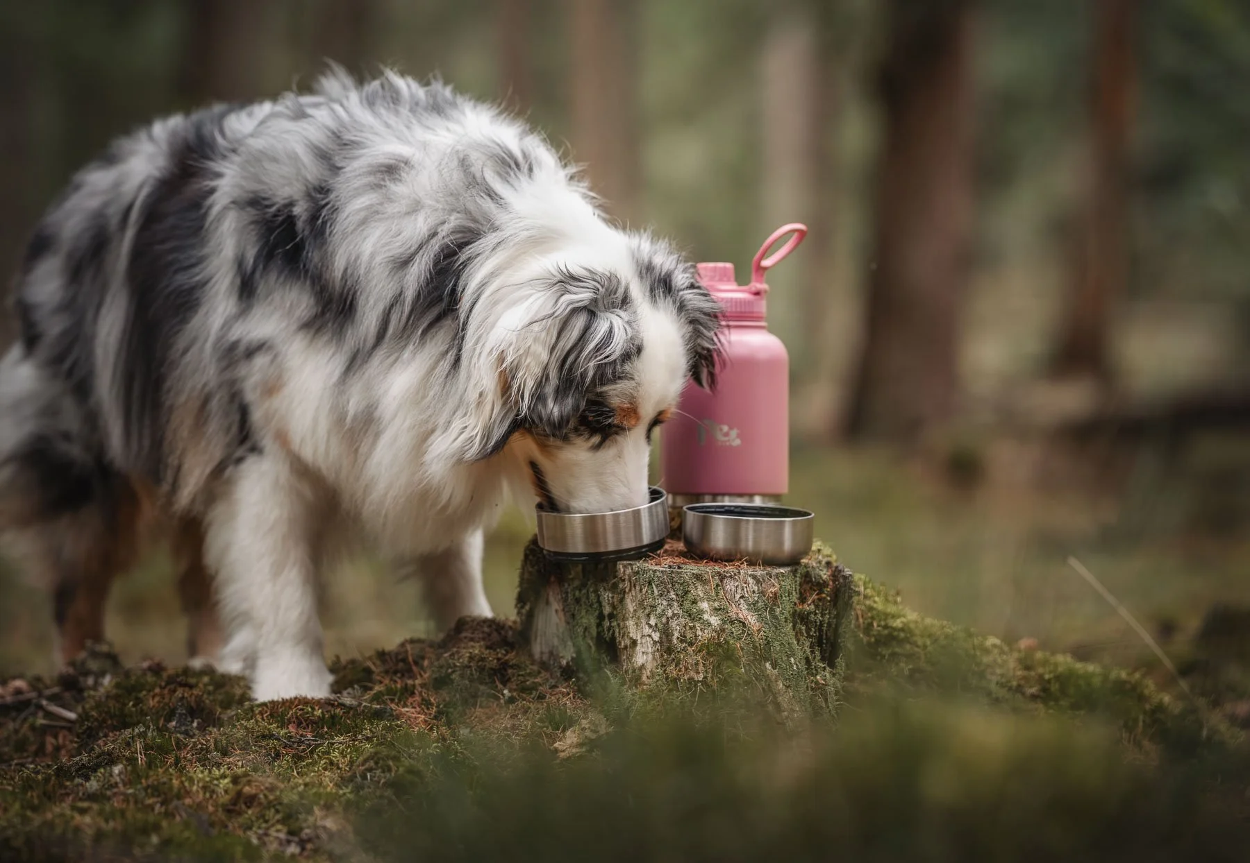 Commercial pet product photography featuring a dog eating outdoors with branded accessories. Perfect for pet gear, travel accessories, and outdoor-focused pet brands looking for natural product integration.
