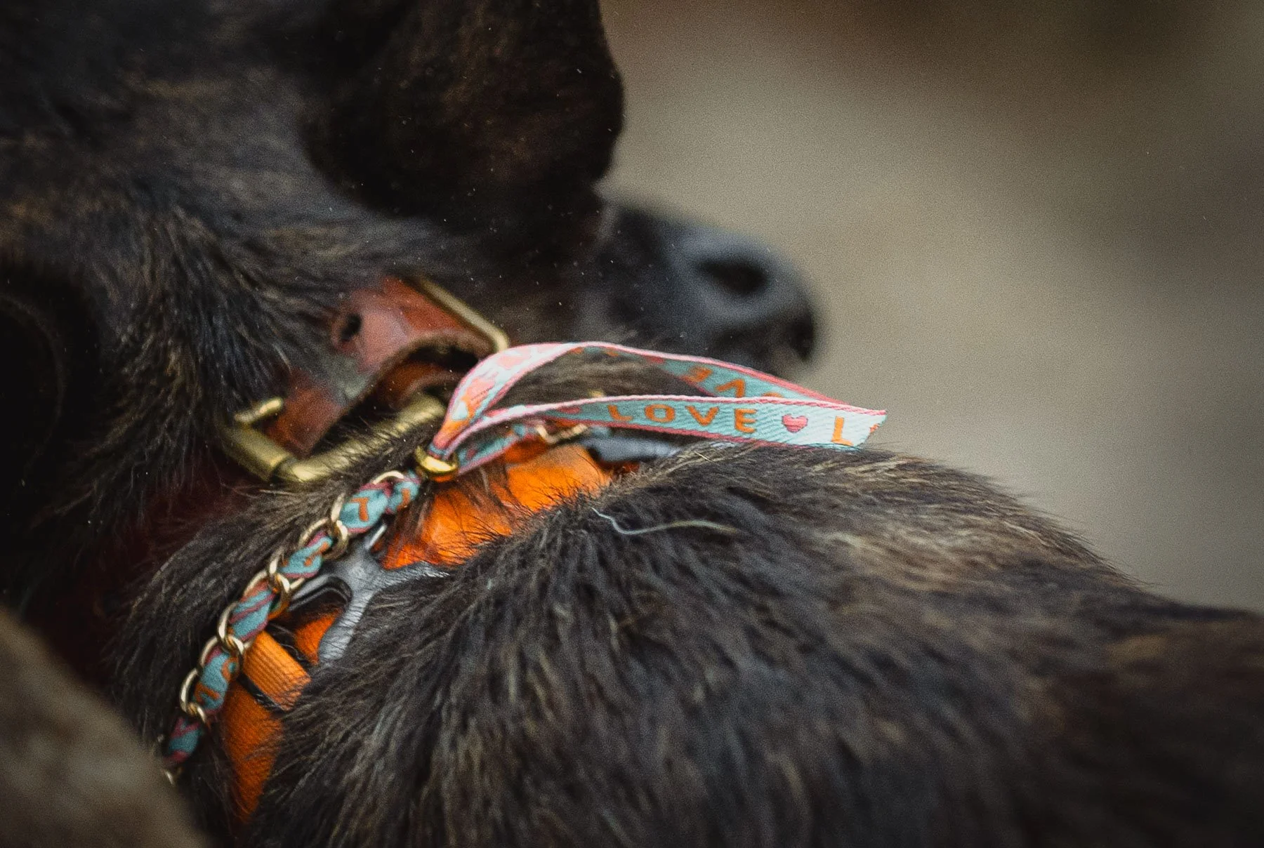 detailfoto-fotoshoot-met-hond.jpg