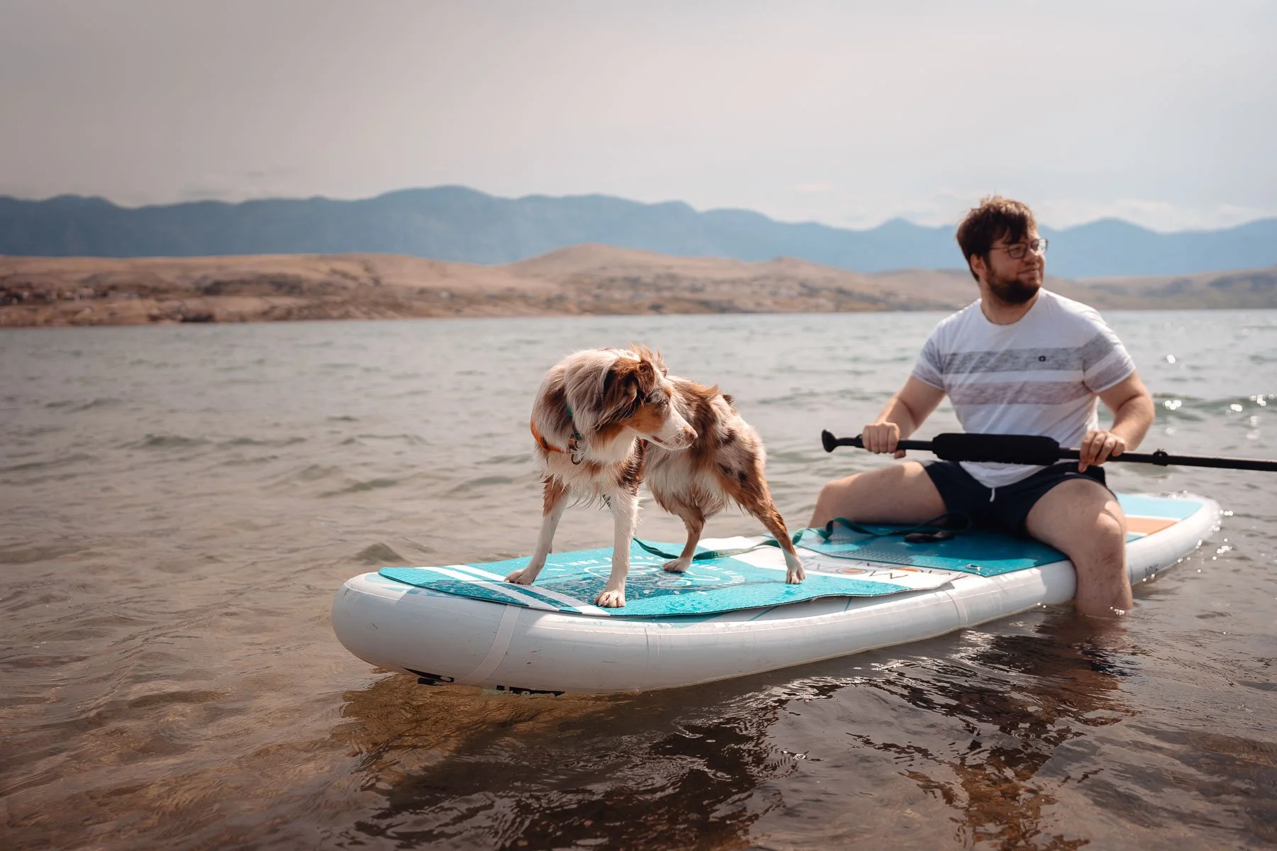 Lifestyle image of a dog standing on a MOAI SUP board in a natural outdoor setting