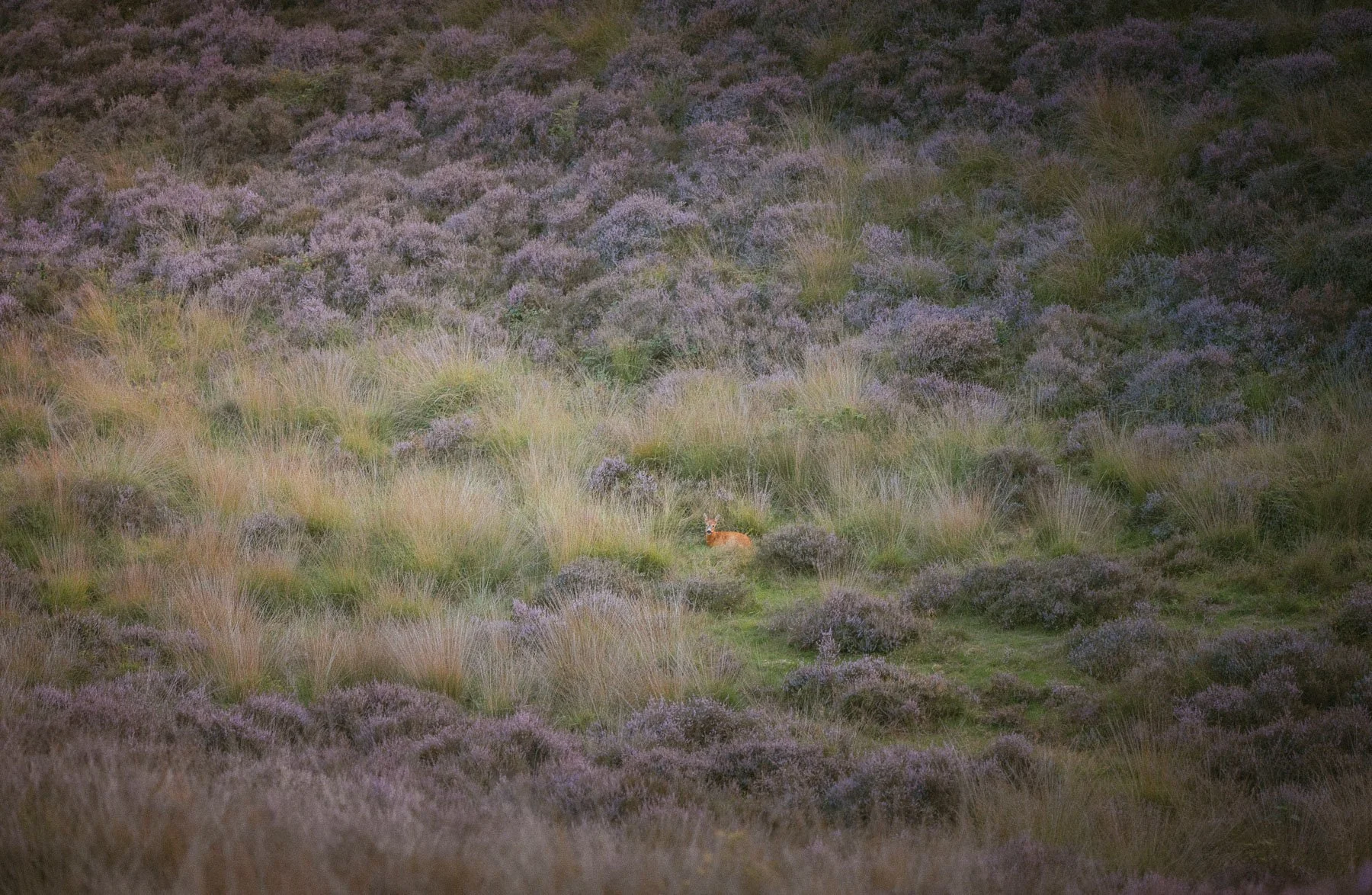 Ree bij de Posbank tijdens zonsondergang