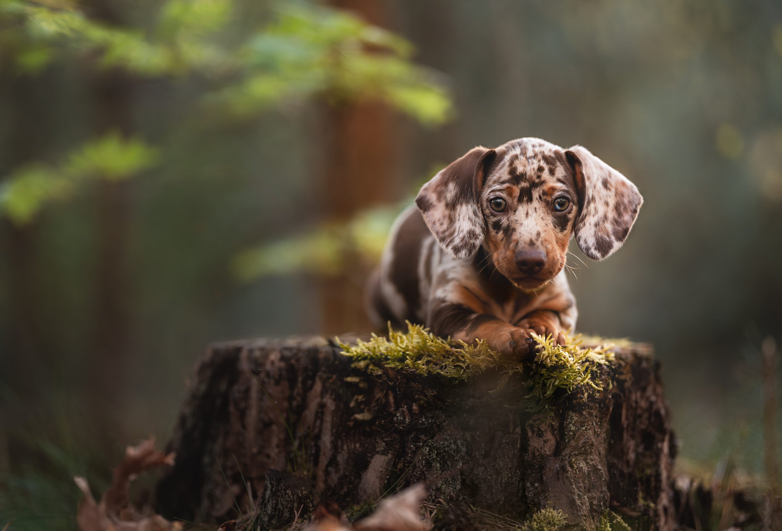 Een jonge merle-dappled teckel hond die op een boomstronk in het bos ligt, met groene bladeren op de achtergrond.