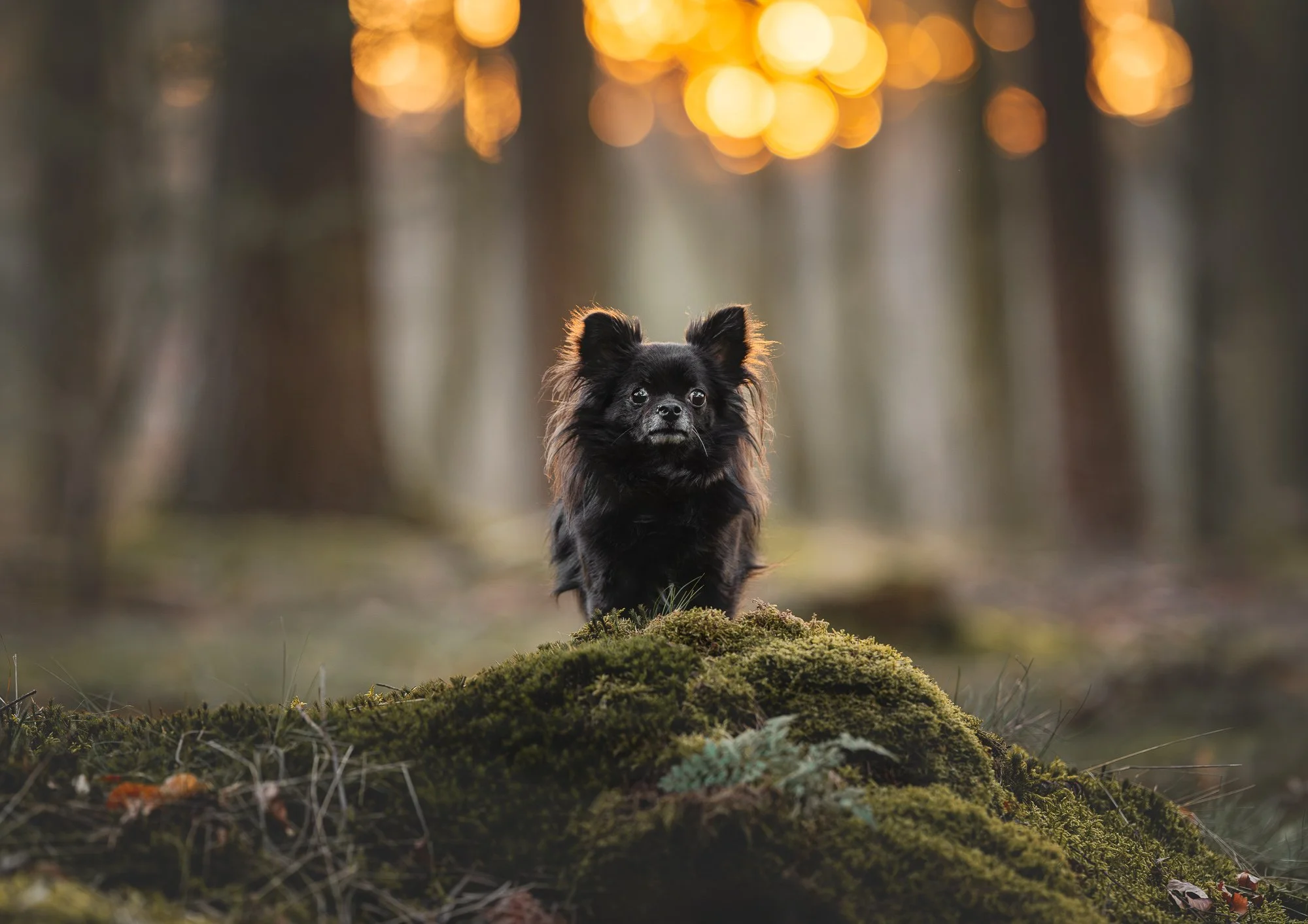Een kleine zwarte hond met pluizige oren zit op een met mos bedekte boomstam in een bos tijdens zonsondergang, met wazige bomen en warm zonlicht op de achtergrond.
