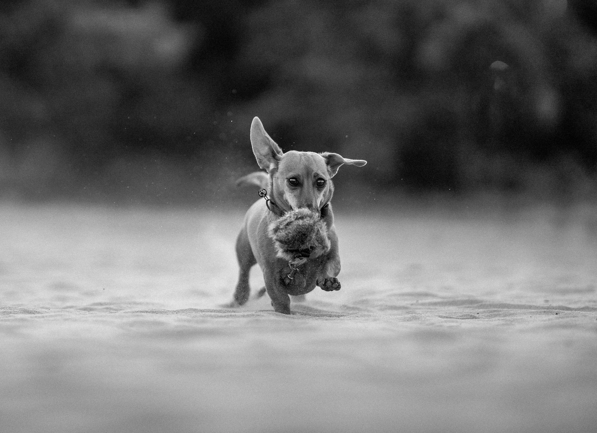 Minimalistisch zwart-wit portret van teckel in de duinen 