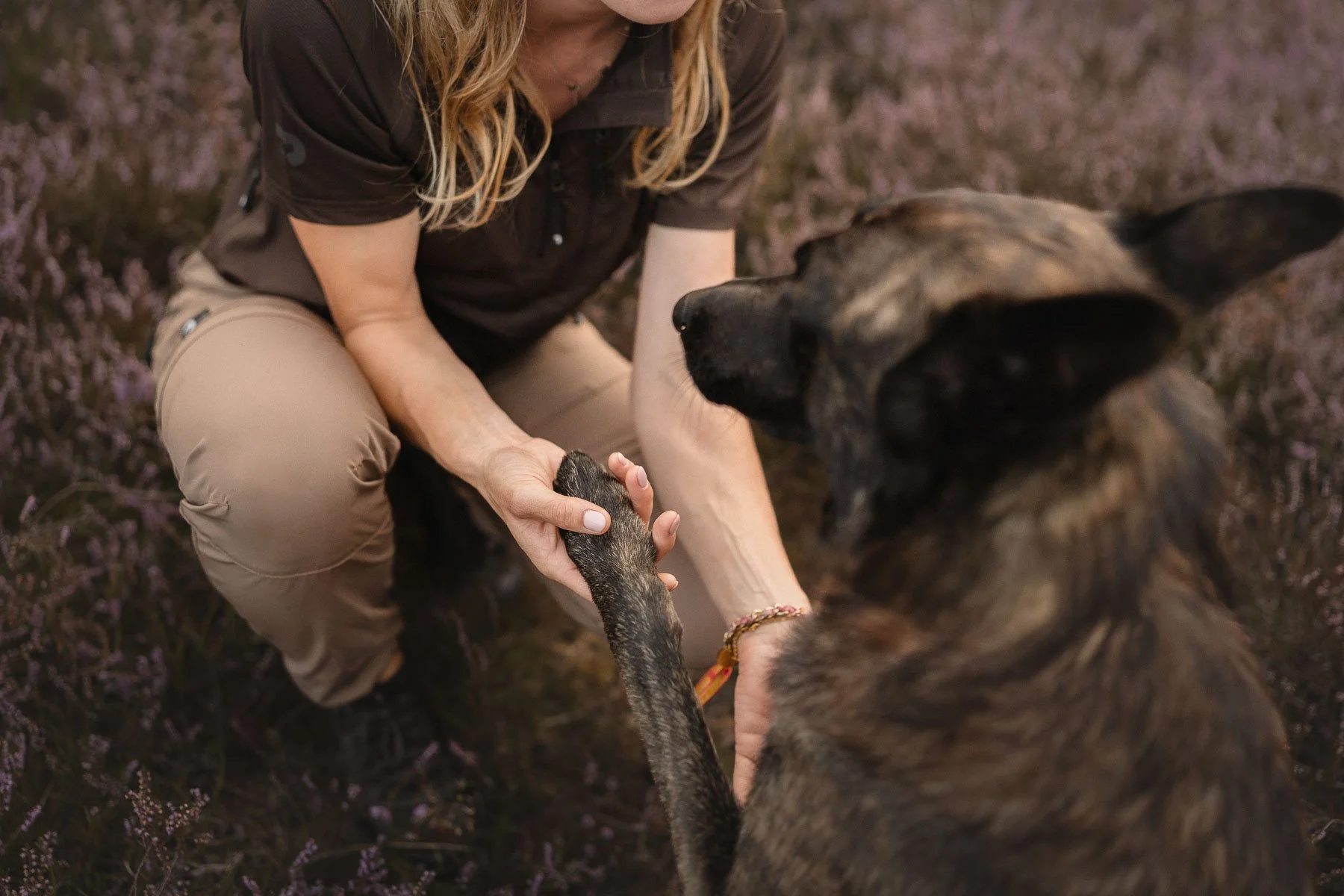 trucjes-werkhonden-dutch-shepherds-fotografie.jpg