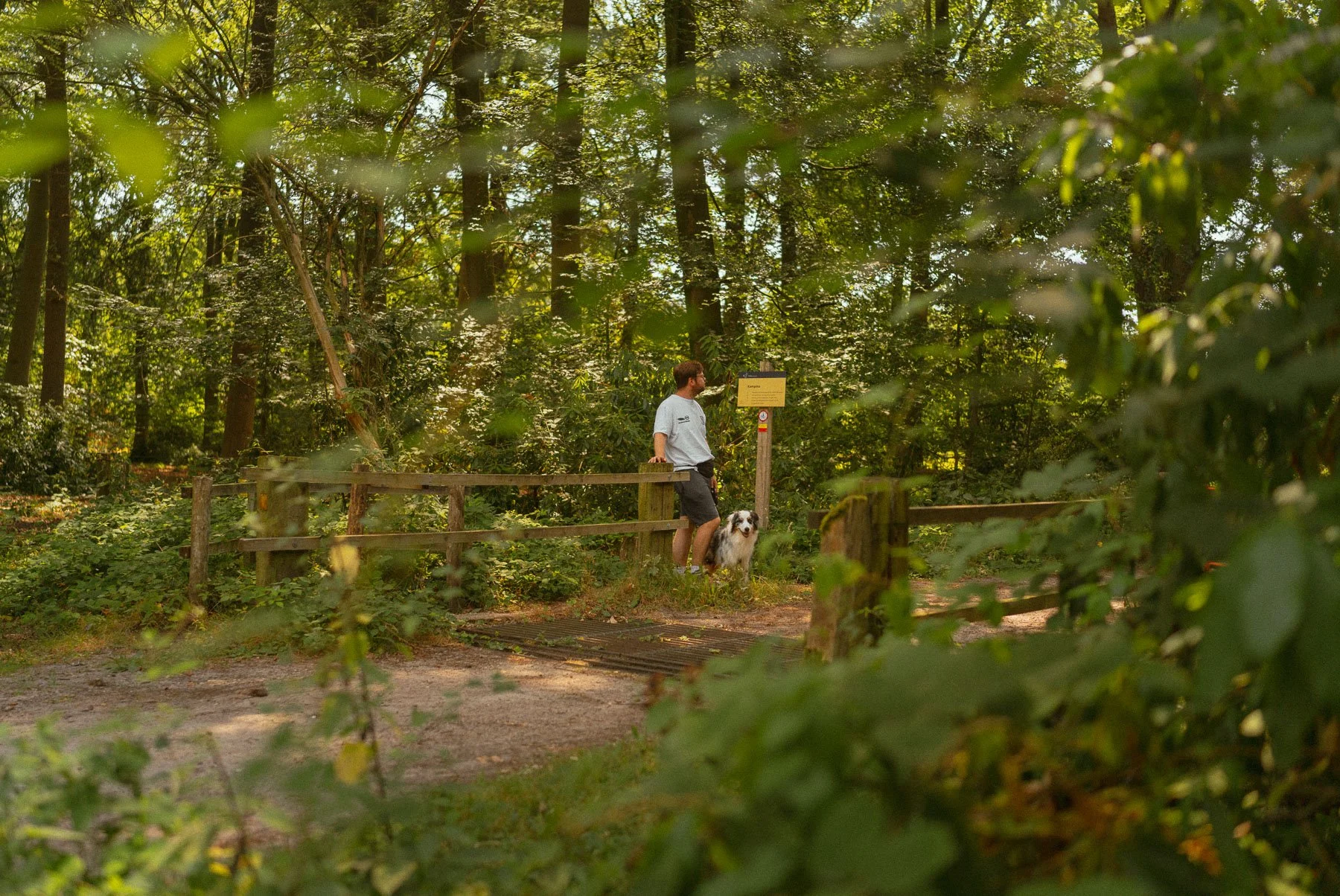 Bospad op de Kampina bij Boxtel waar de route rechtsaf gaat