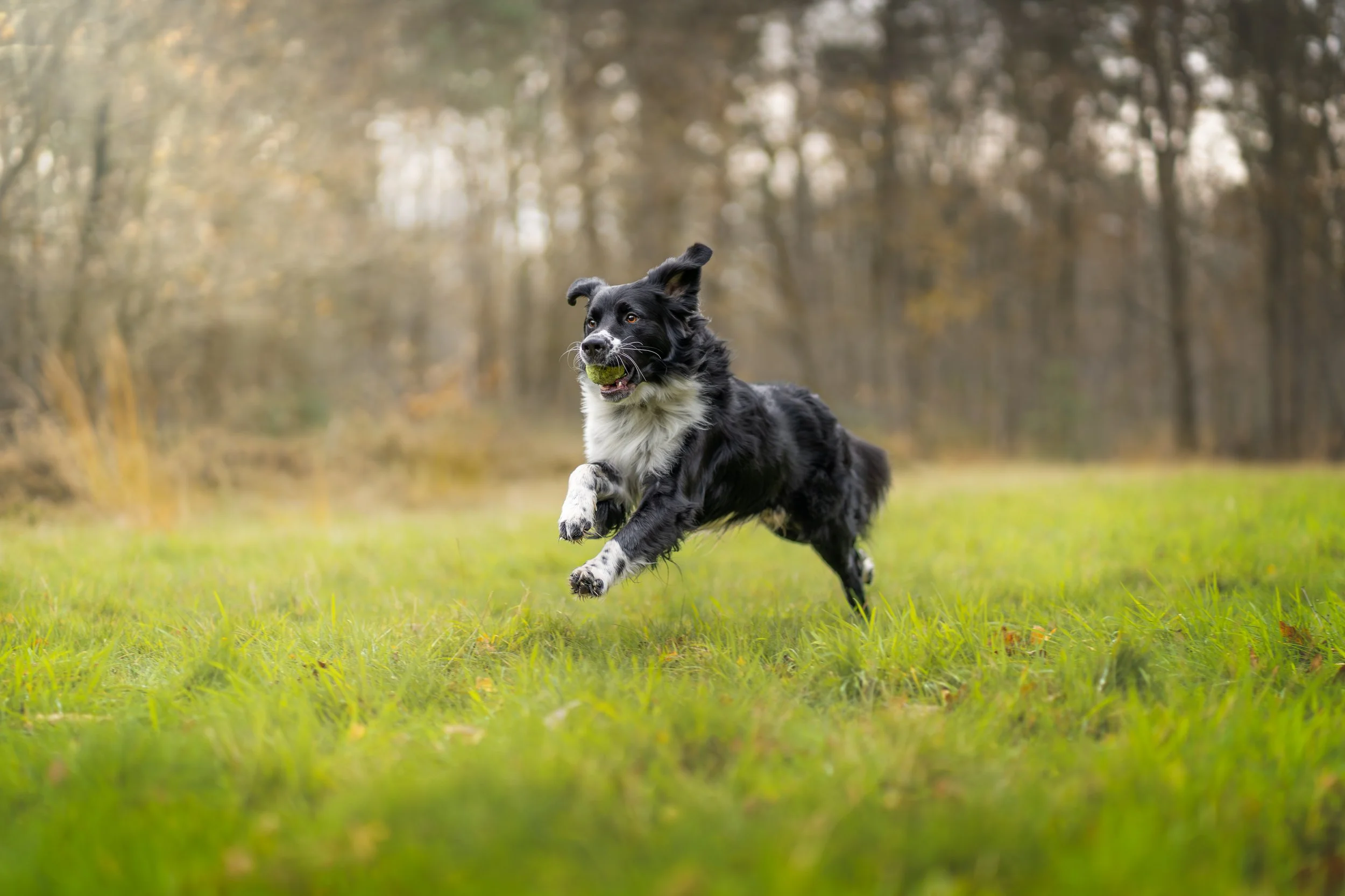 Zwart-wit actiefoto van een border collie die rent en springt in een veld, vastgelegd tijdens een dynamische hondenfotoshoot in Nederland.