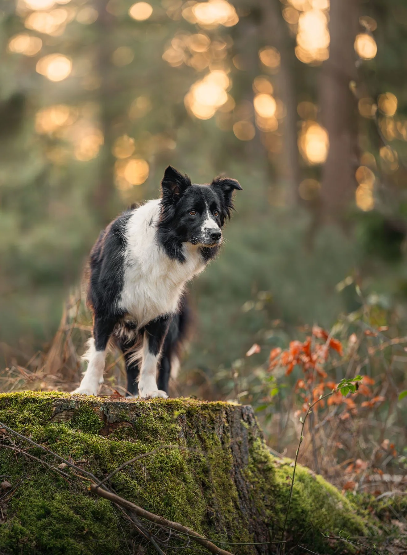 Een hond met zwart-wit vacht staat op een boomstronk in een bos met herfstkleuren, met een achtergrond van bomen en bokeh-effect door zonlicht.