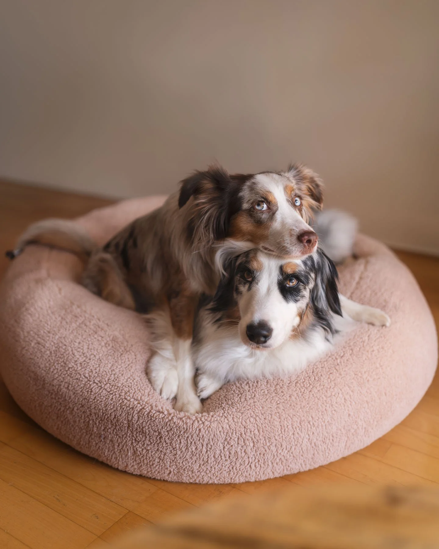 Lifestyle dog photography featuring two dogs sharing a cozy indoor moment. Perfect for pet brands that focus on companionship, comfort products, and emotional storytelling within a home setting.