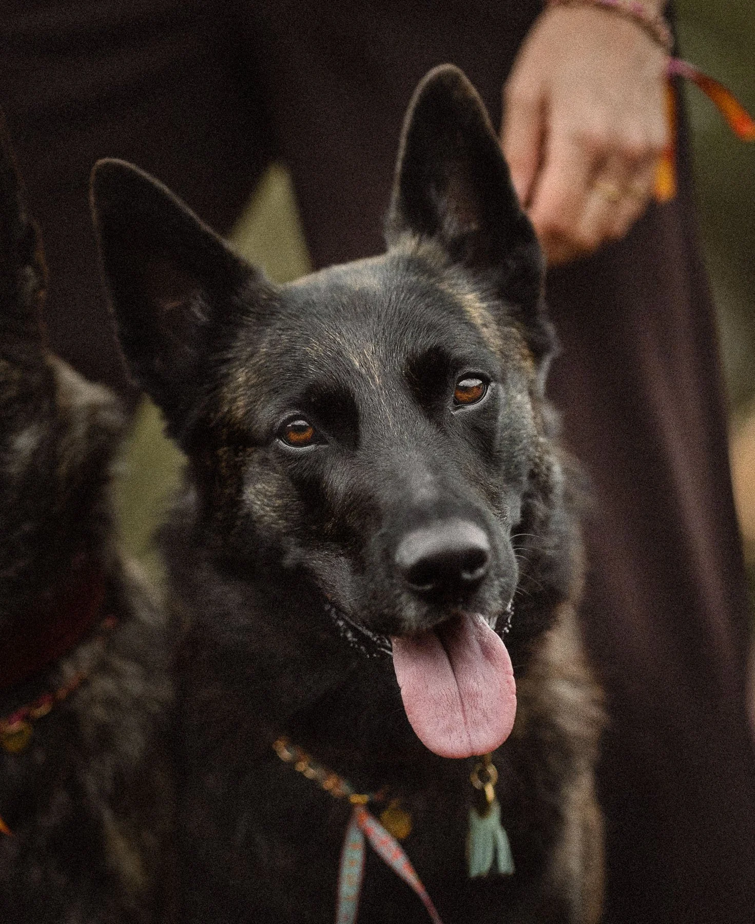 portretfoto-hond.jpg
