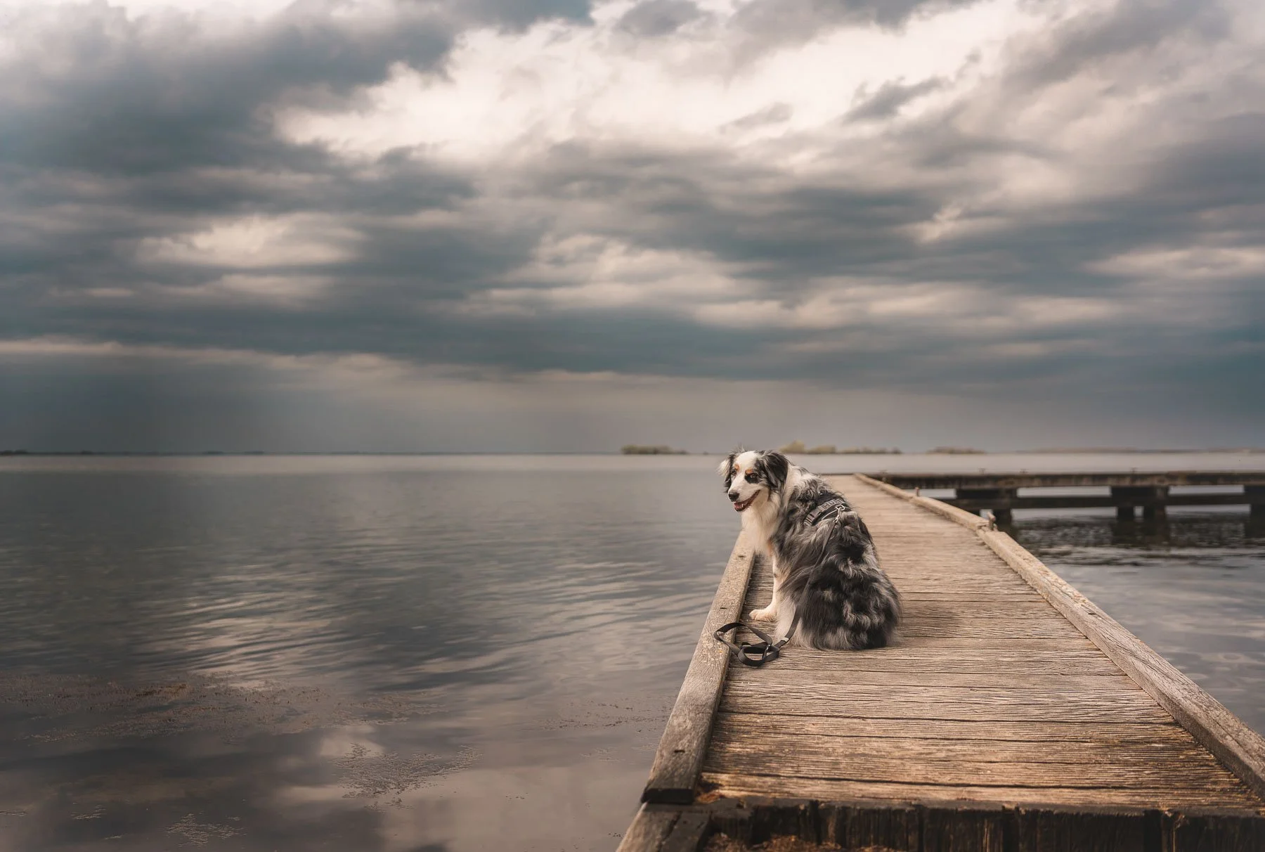 Moody outdoor dog photography capturing a quiet moment on a lakeside pier under dramatic skies. Perfect for brands focused on calm, introspection, and nature-driven storytelling.