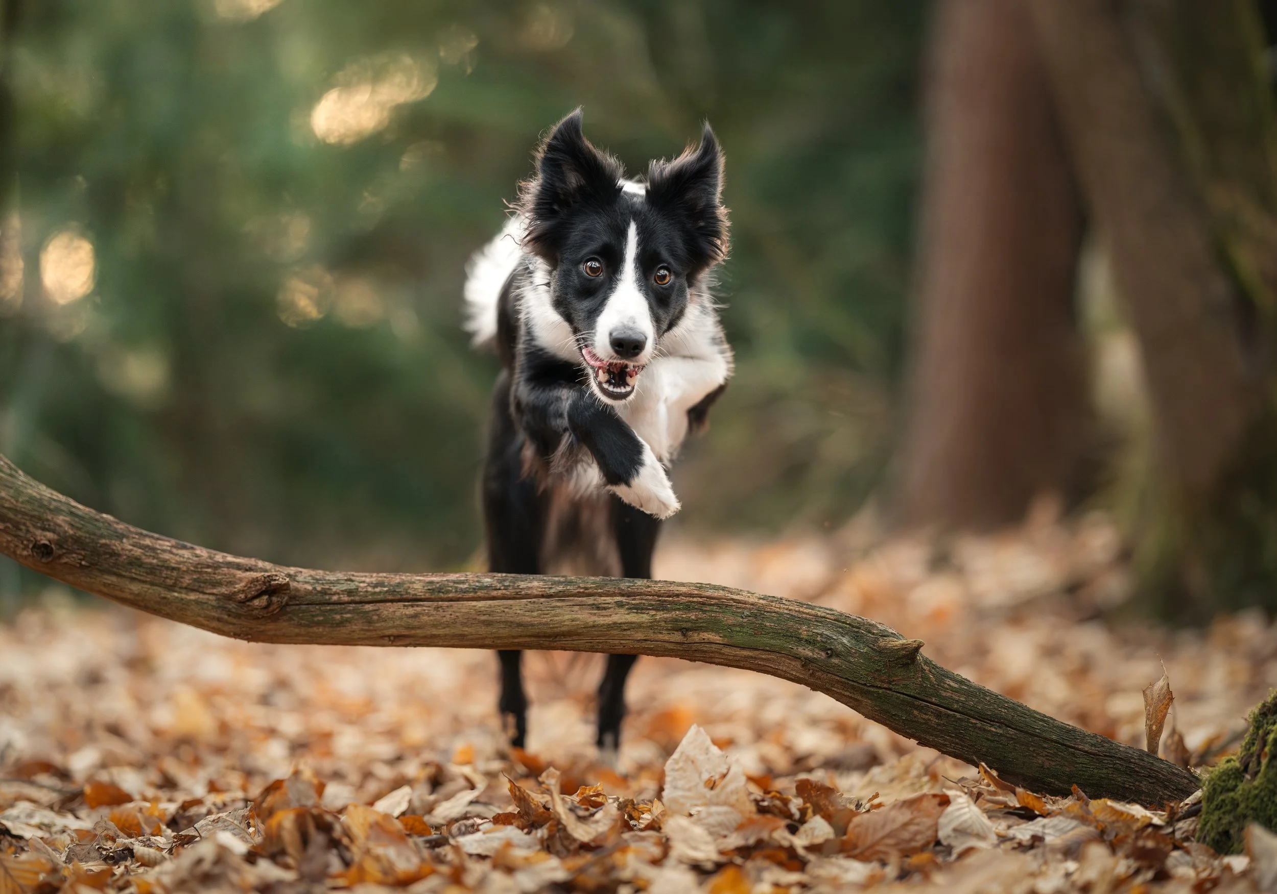 Een zwart-witte border collie rent door een bos met herfstbladeren op de grond.