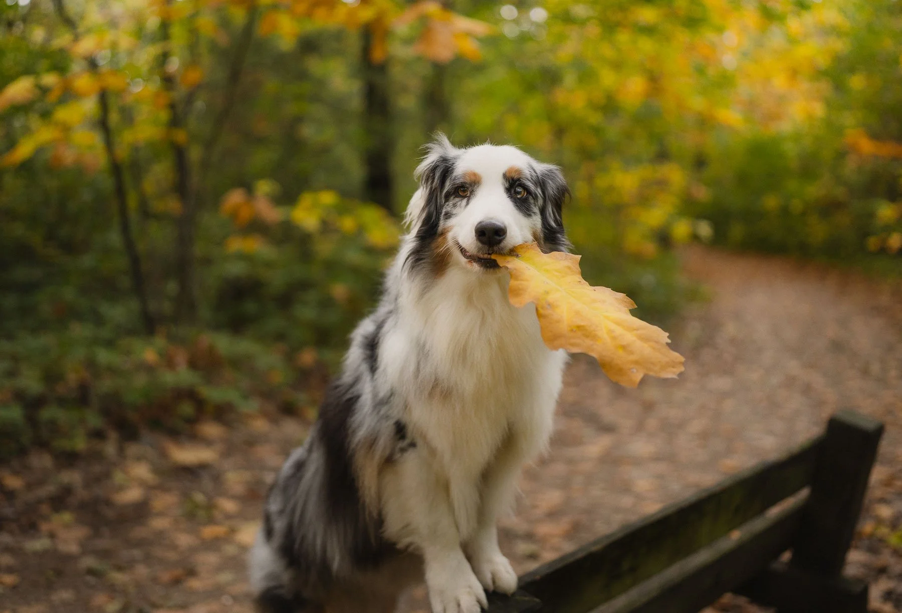Border collie met een gele herfstblad in de muil, zittend op een bank in een bos met herfstkleuren.