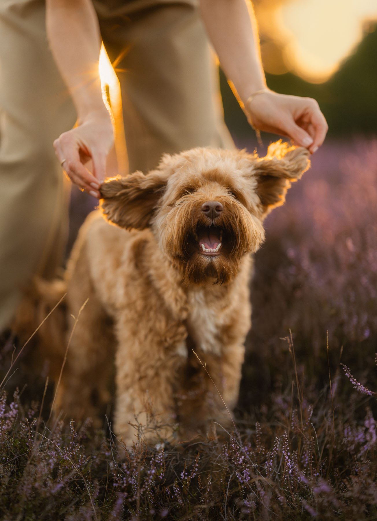 Een lachende hond met kleurt jasje en iemand die haar oren vasthoudt in een veld met bloemen tijdens zonsondergang.