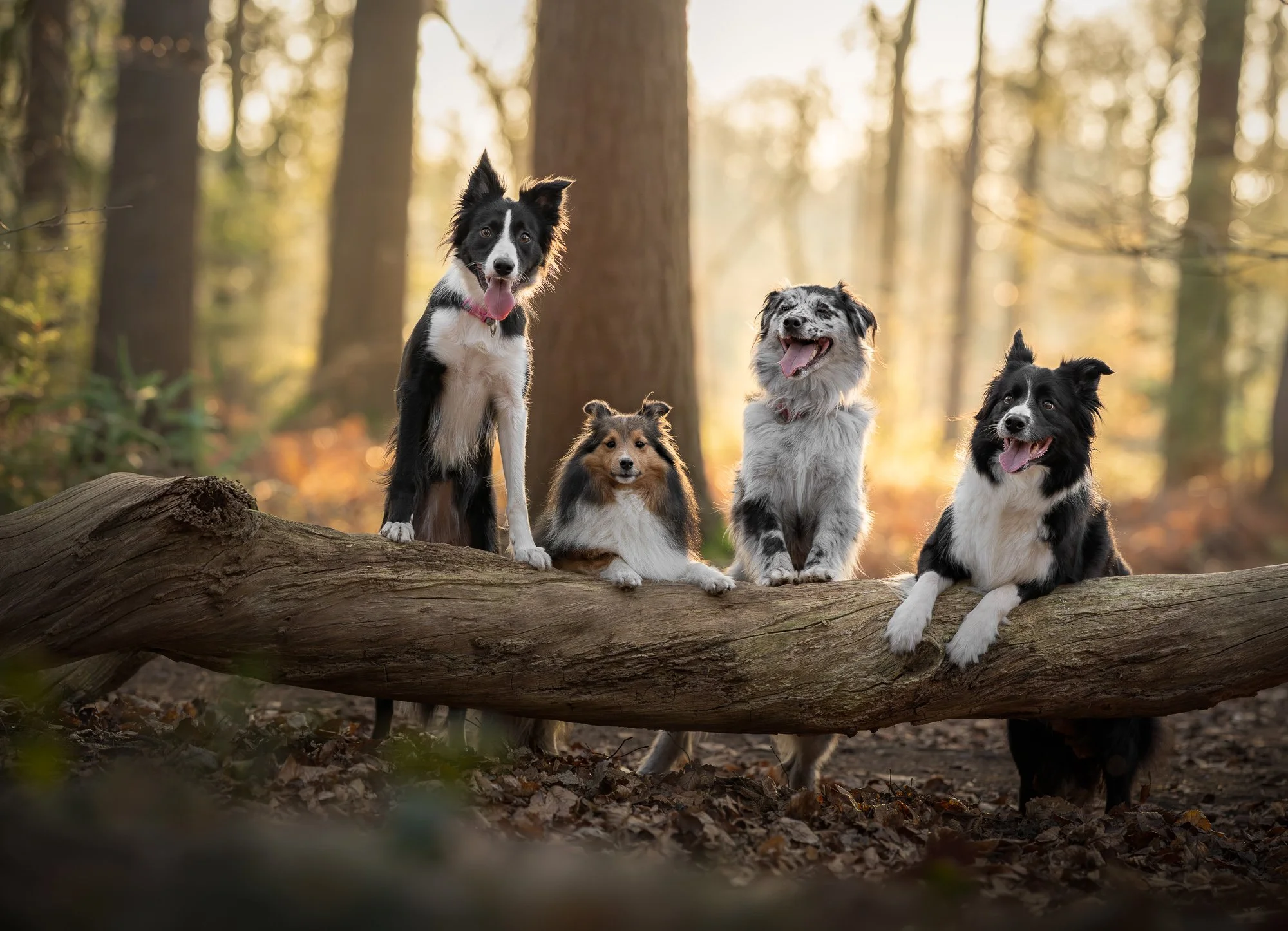 Vier honden die op een omgevallen boomstam zitten in een bos tijdens de herfst, met bomen en zonlicht op de achtergrond.