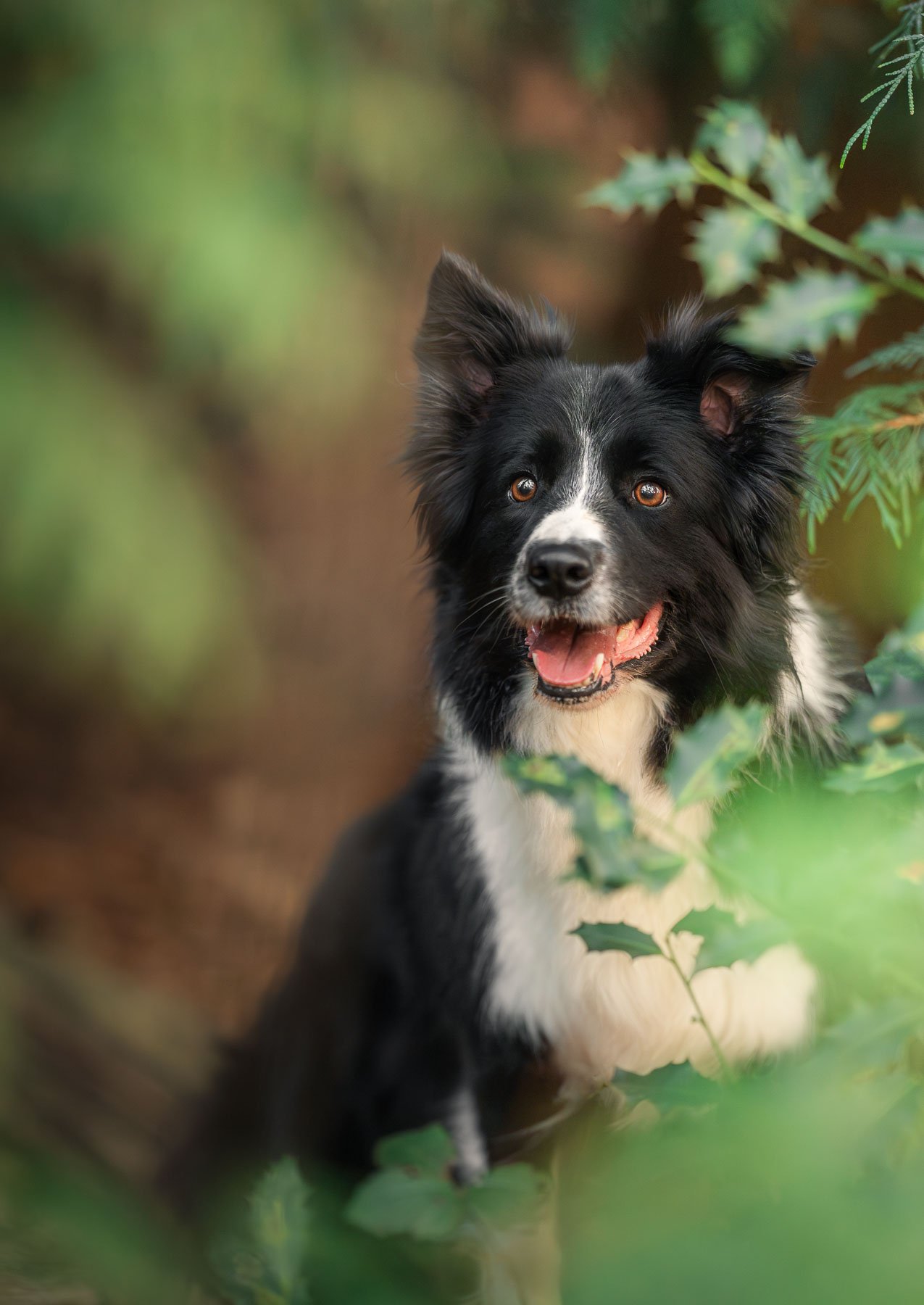 Border collie tussen groene bladeren in het bos