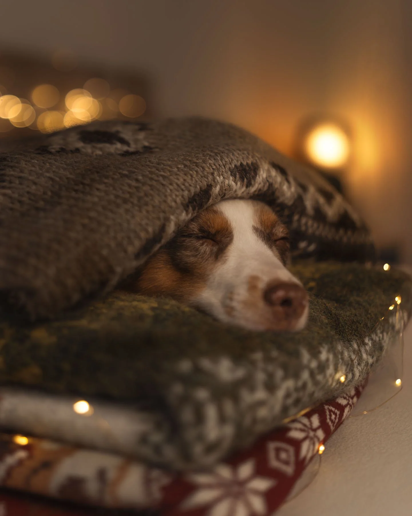 Een hond ligt op een bed onder een fleecedeken, omgeven door kerstlichtjes, met een warme, gezellige sfeer in de kamer.