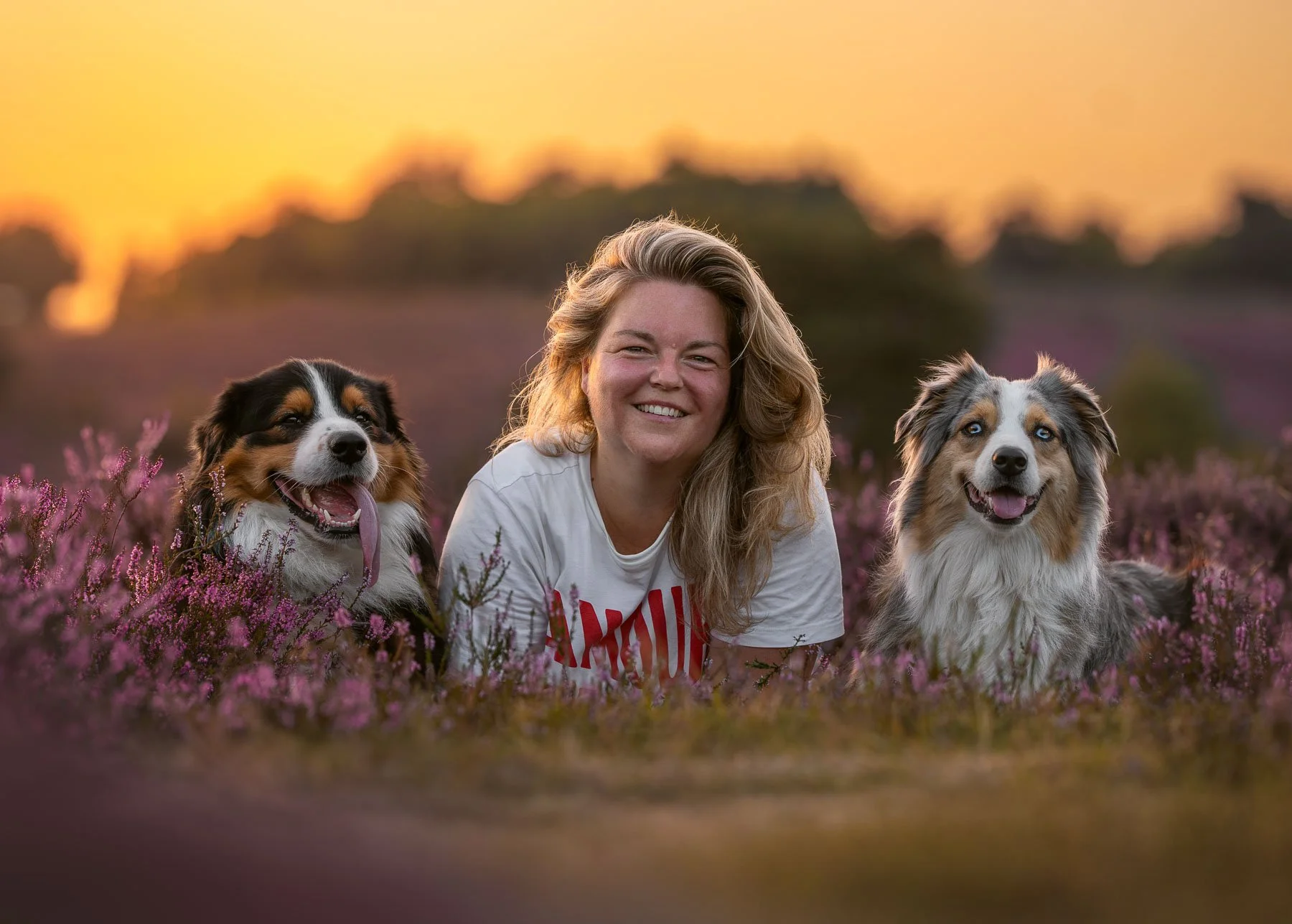 Australische Herders tussen de bloeiende heide op de Posbank