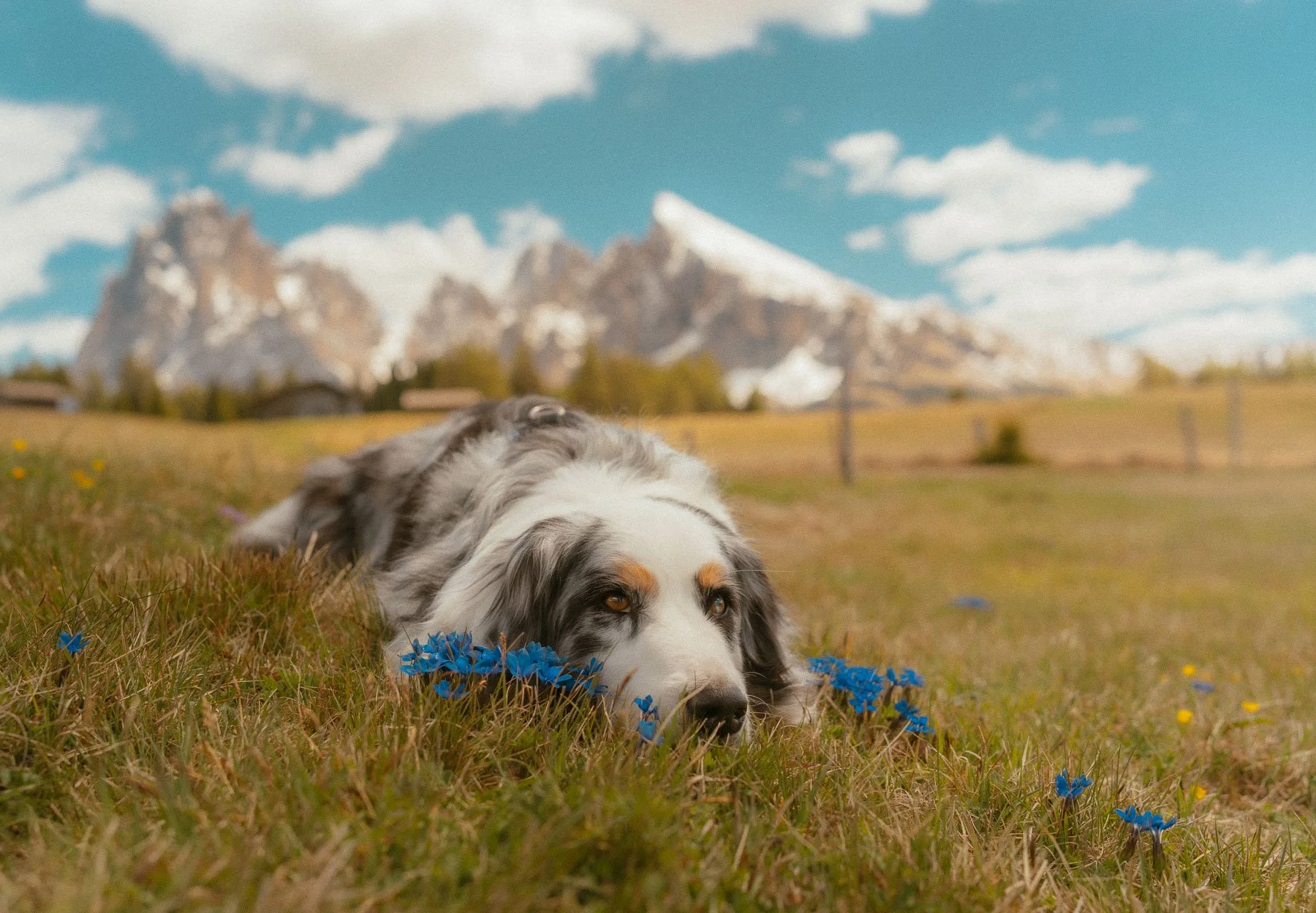een hond ligt op het gras in een veld met blauwe bloemen, met bergen op de achtergrond en een blauwe lucht met wolken