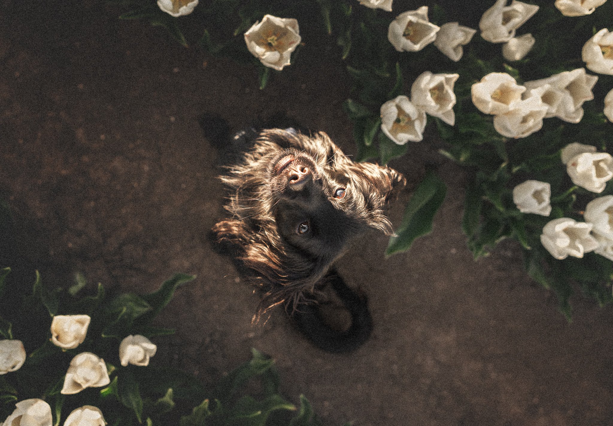 Hond ligt op de grond tussen witte bloemen, kijkt omhoog.