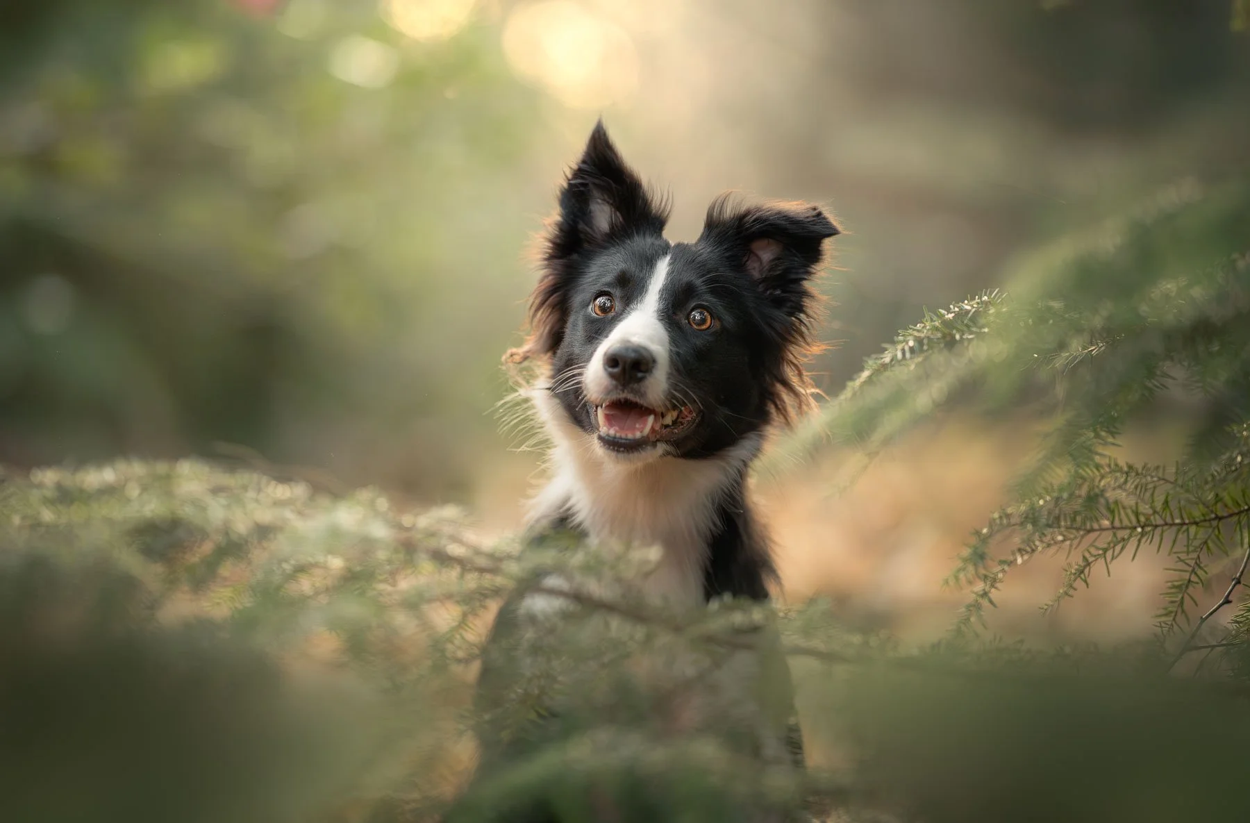 Border collie liggend op een boomstam in warm herfstlicht
